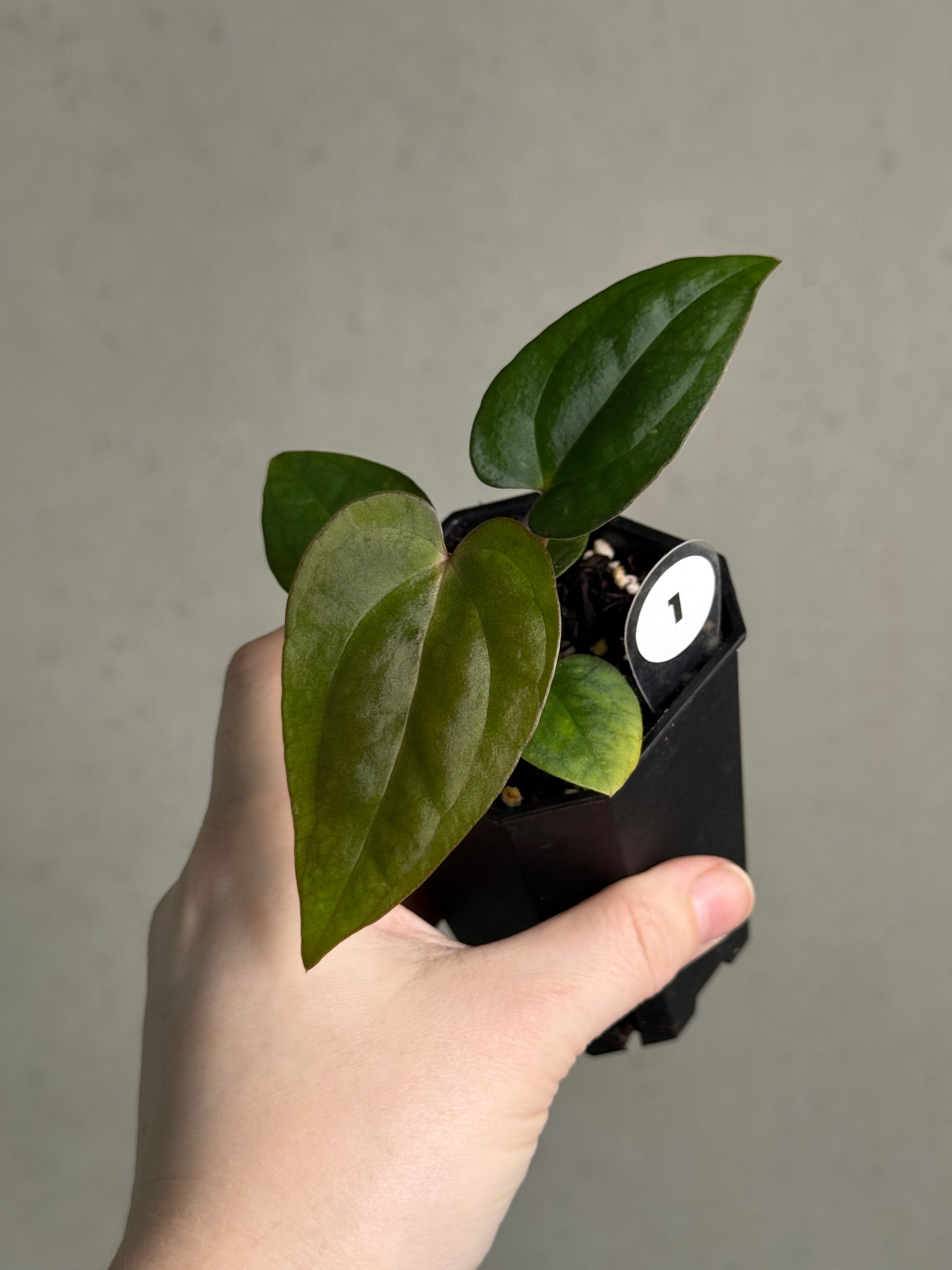 Anthurium (BVEP x Luxurians) x Carlablackiae ('Round' x GPH-001) - SMUKHI