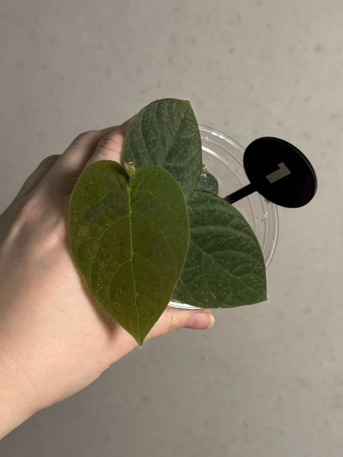 Healthy Ficus Villosa plant by SMUKHI with lush green leaves, potted for indoor or outdoor decoration.