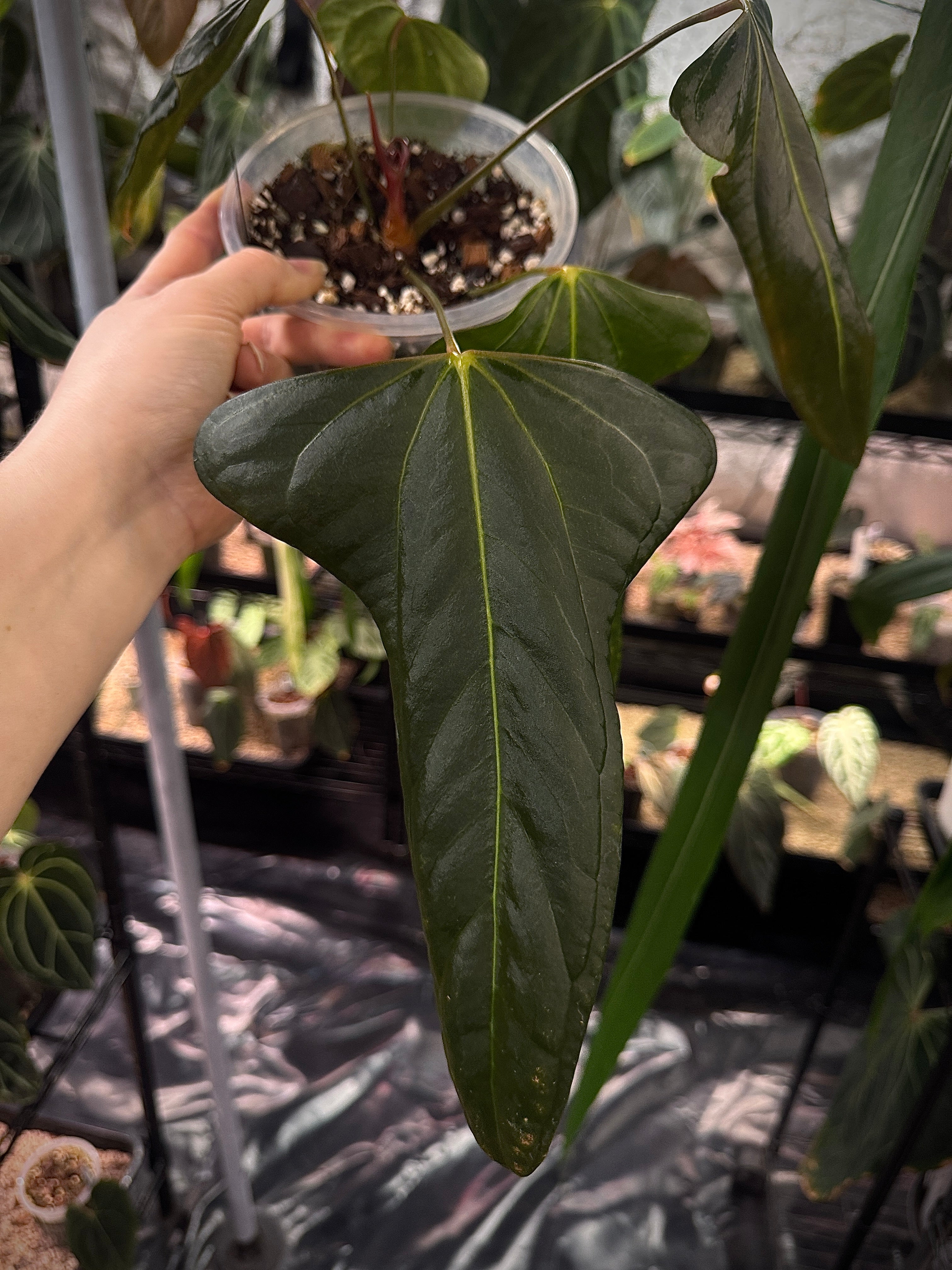 NFS: Anthurium Indo Portillae