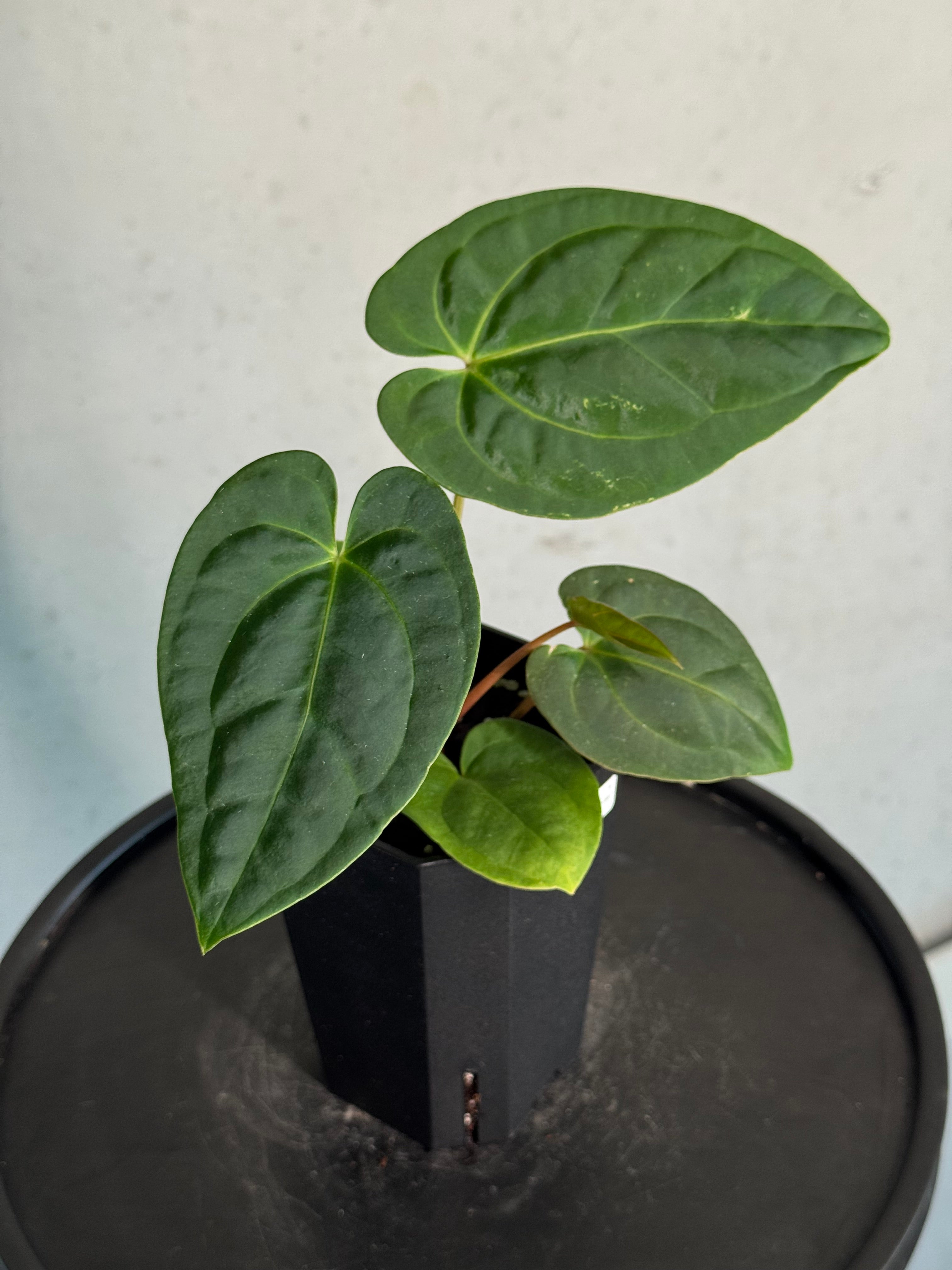 Anthurium Papillilaminum 'Guna Yala' x Luxurians