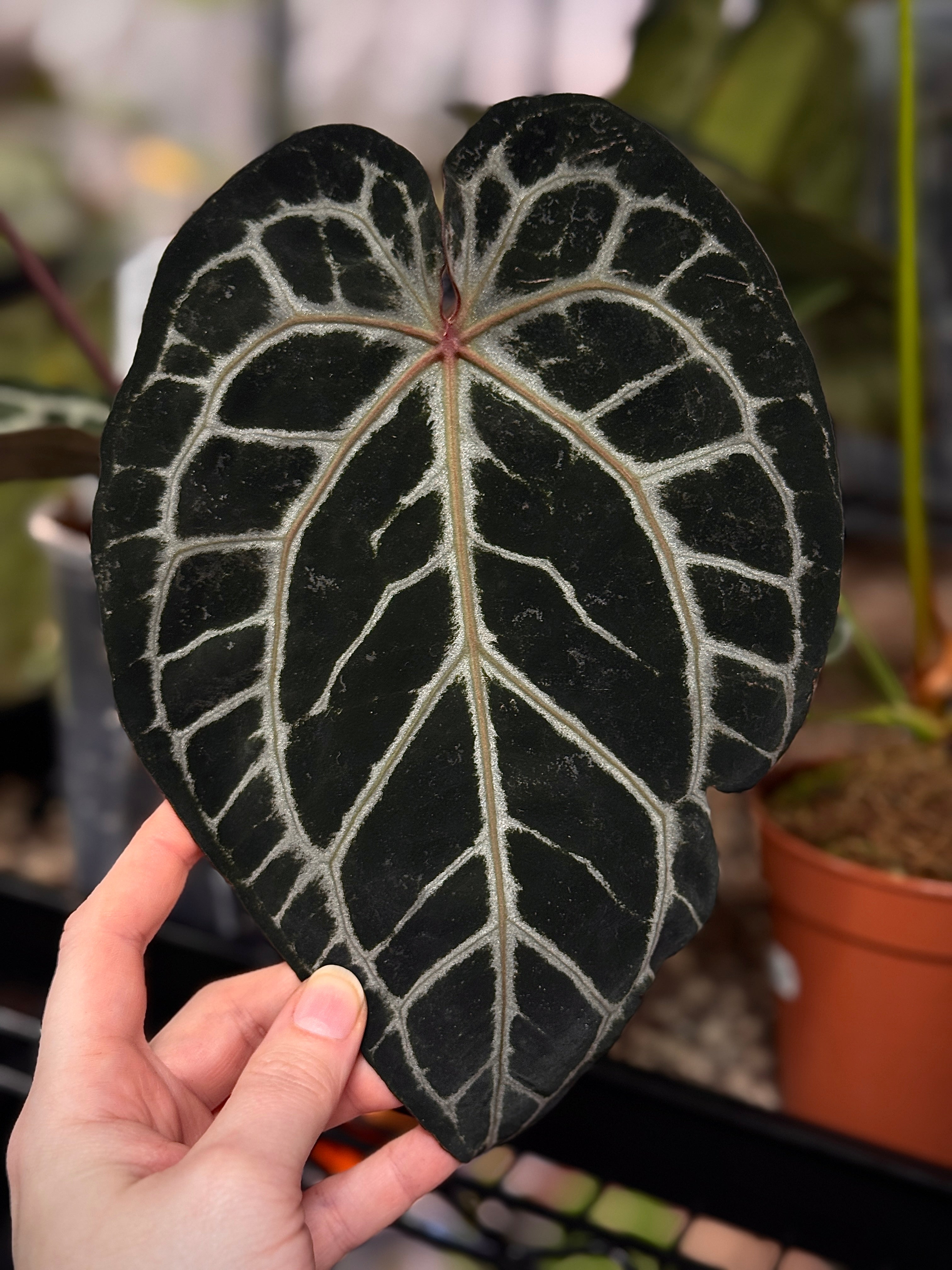 NFS: Anthurium Michelle '10' x Michelle Long '20' - Rare Finds for