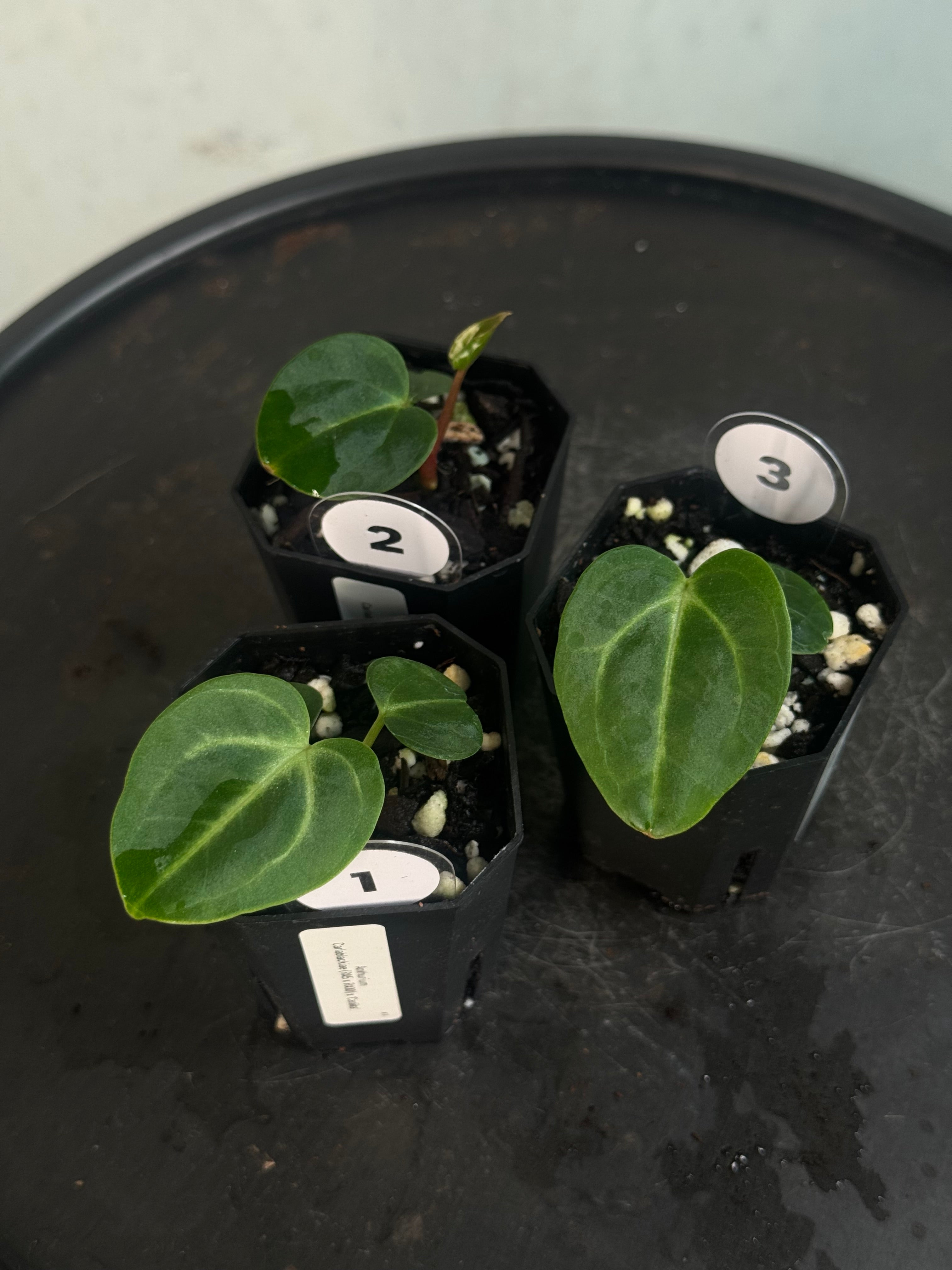 Anthurium Carlablackiae (RA5 x RA10) x ‘Carlita’