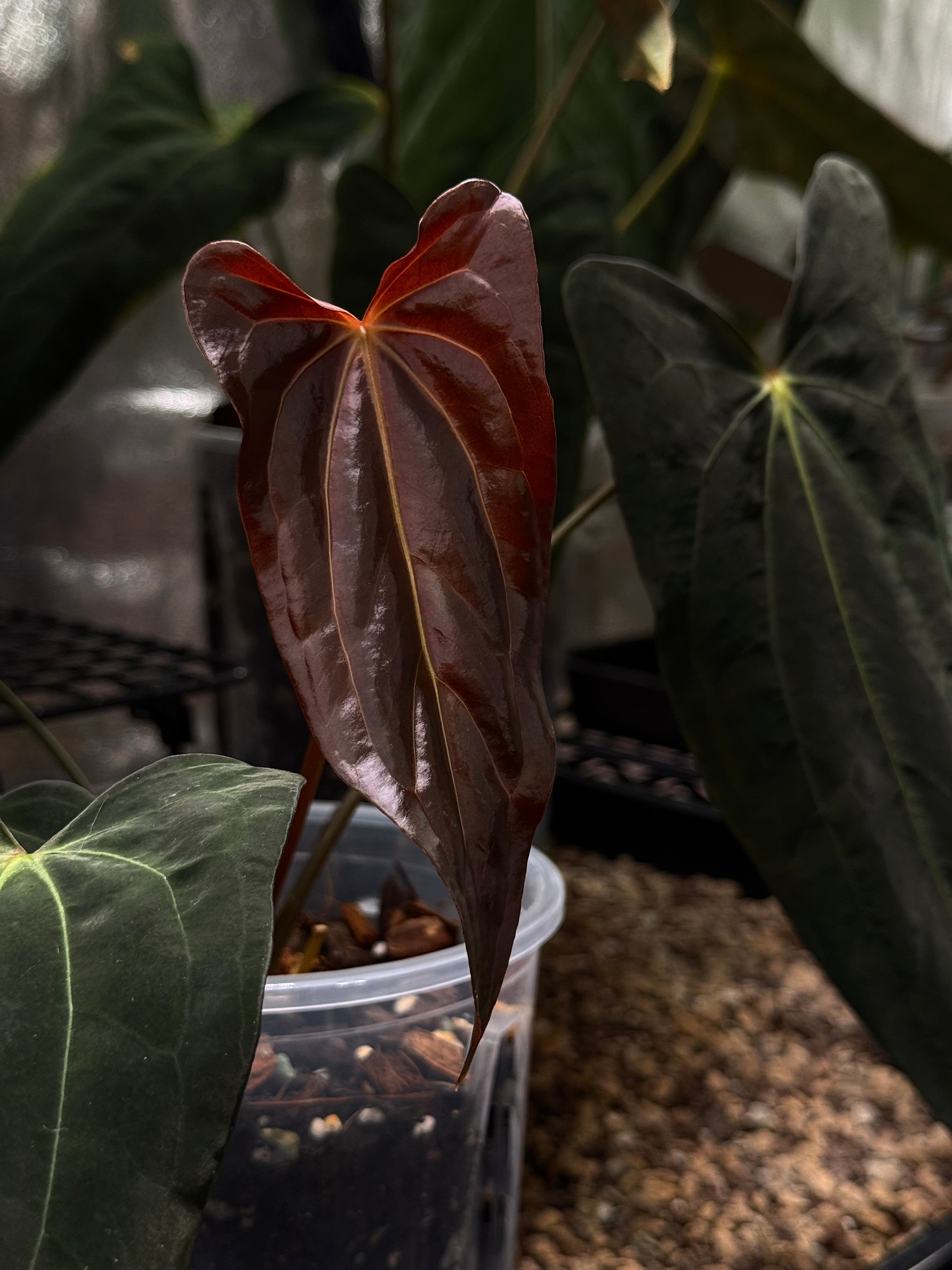 NFS: Anthurium (Fort Sherman x self) x (Carlablackiae x Papillilaminum)