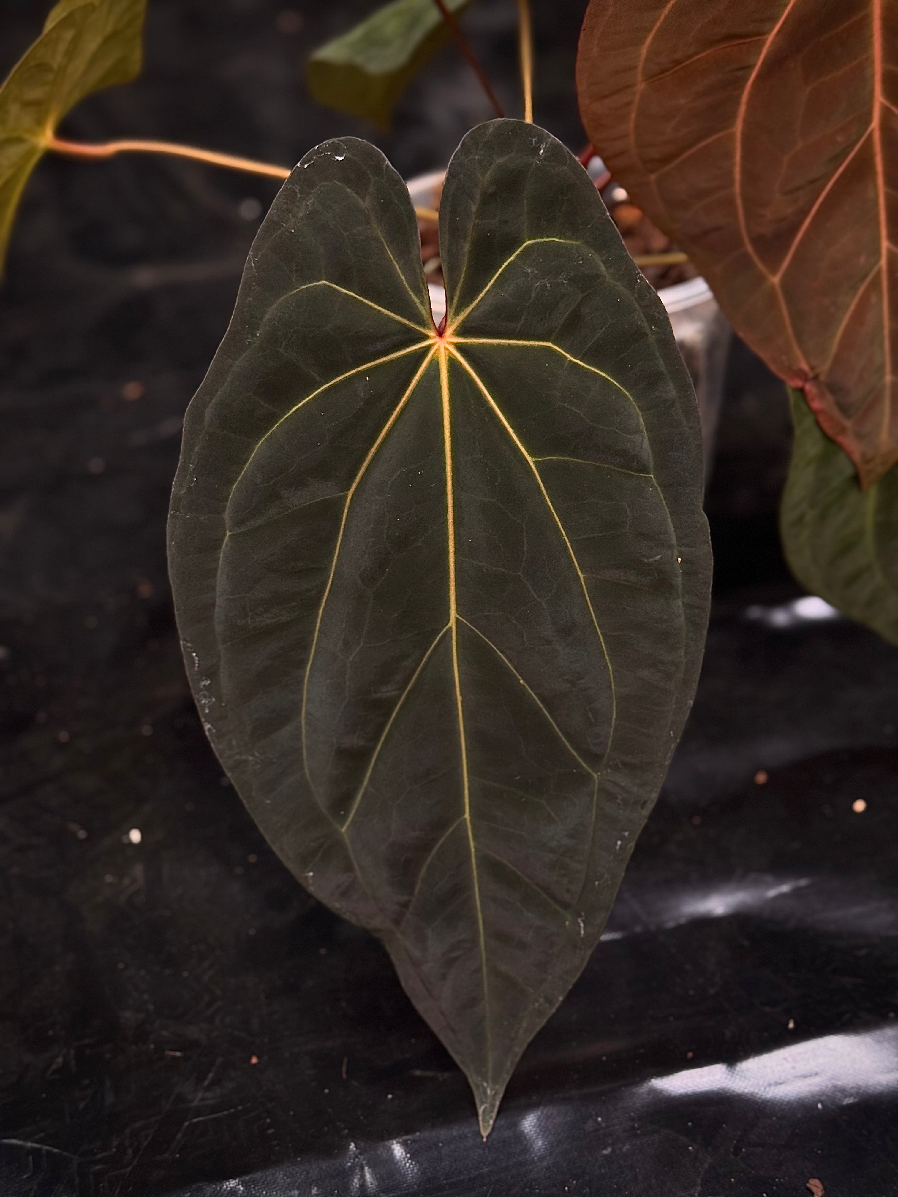 subsignatum×RVDP×subsignatum NFS: Anthurium Subsignatum x RVDP | SMUKHI