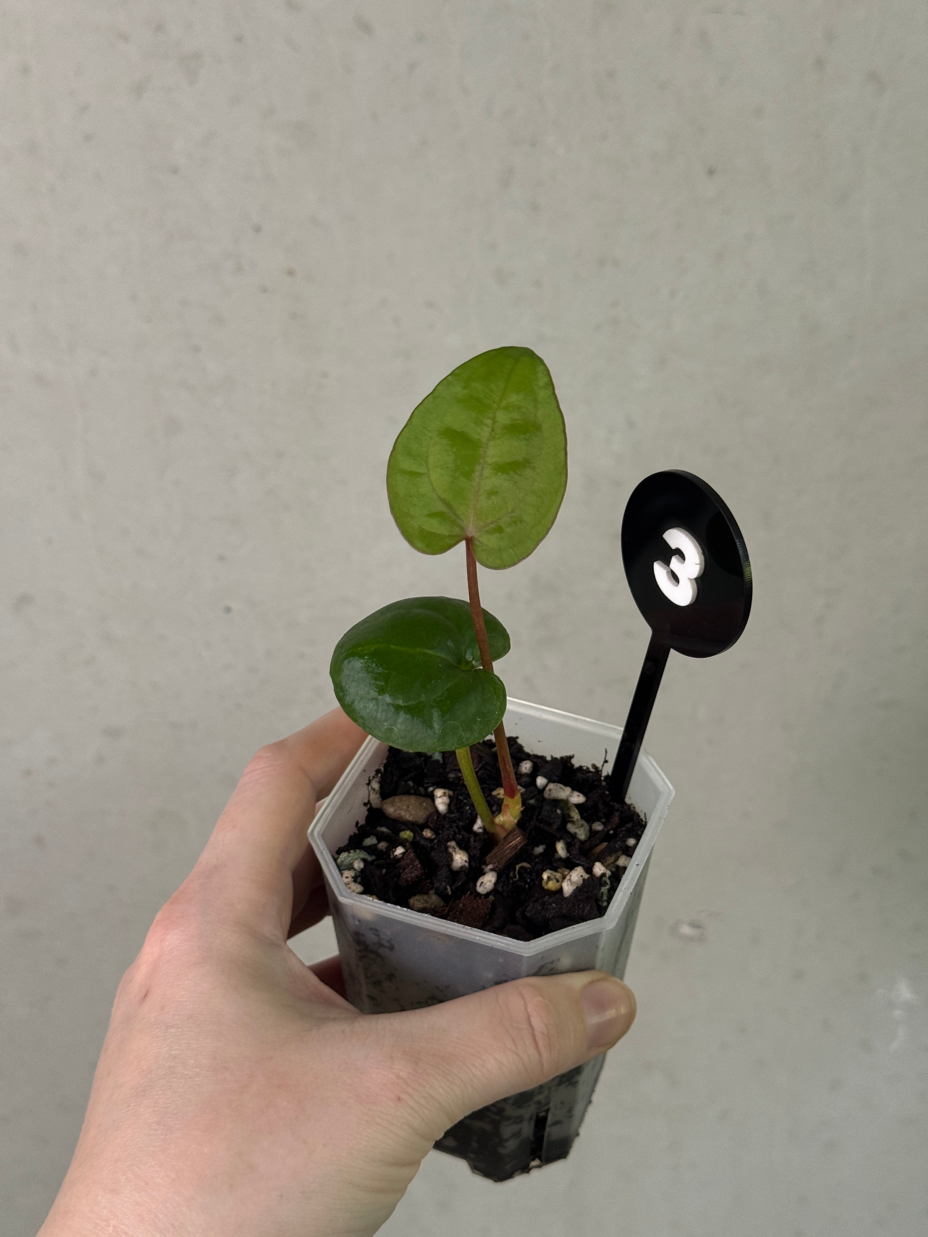 Anthurium Ace of Spades F1 plant by Crystallinaminum with glossy dark green leaves and distinctive spade-shaped flower.