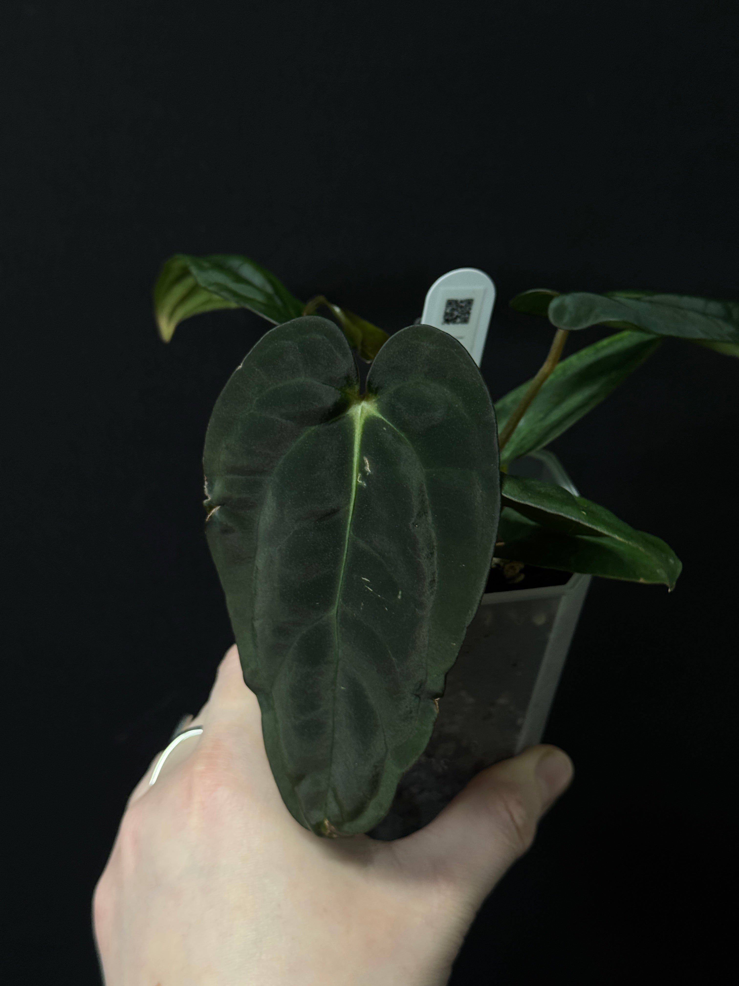 Anthurium (Fort Sherman x self) x (Carlablackiae x Papillilaminum)