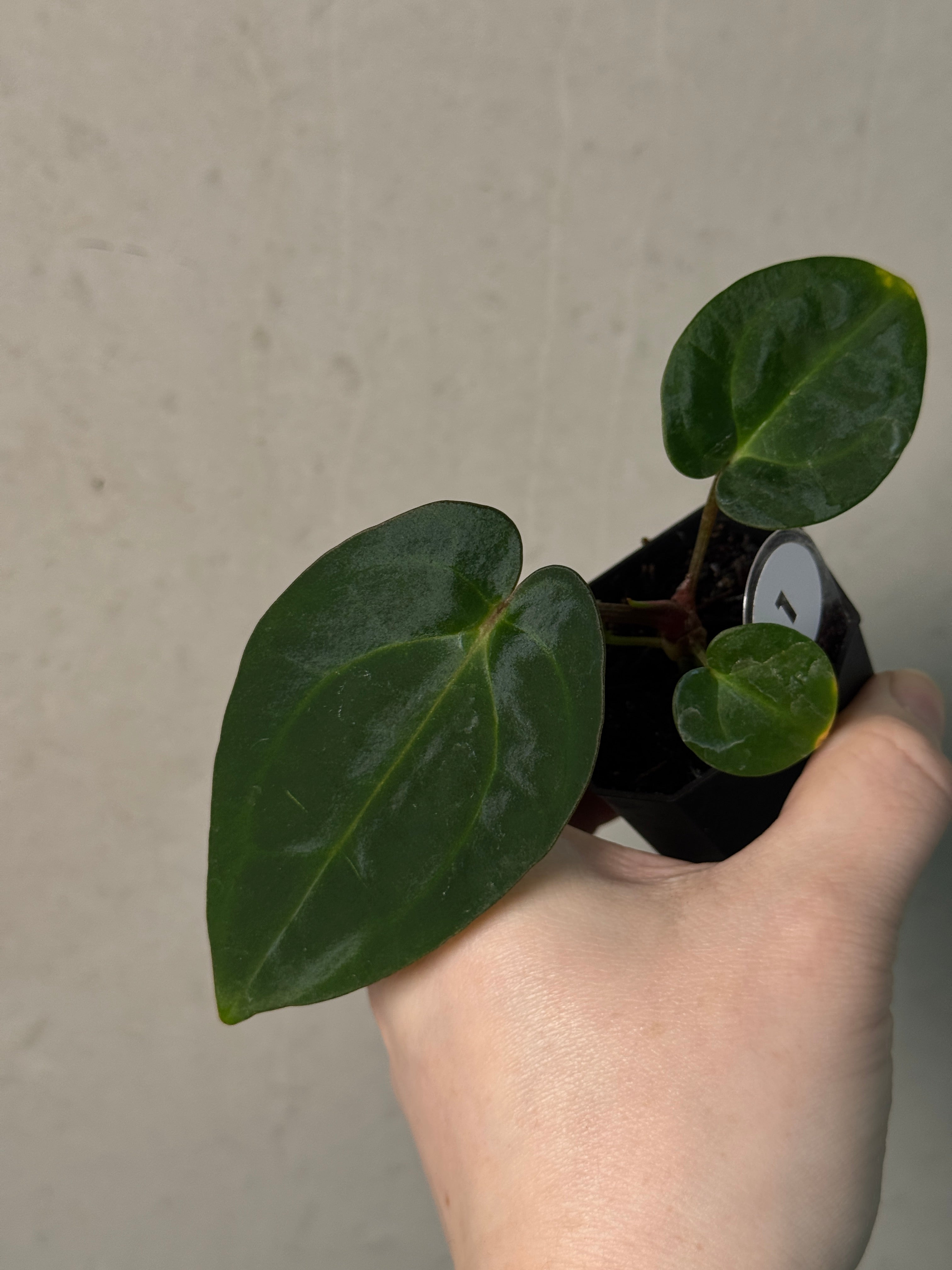 Anthurium Carlablackiae (RA5 x RA10) x (Dressleri RG F2 x Carlablackiae ‘Amanda’) - SMUKHI