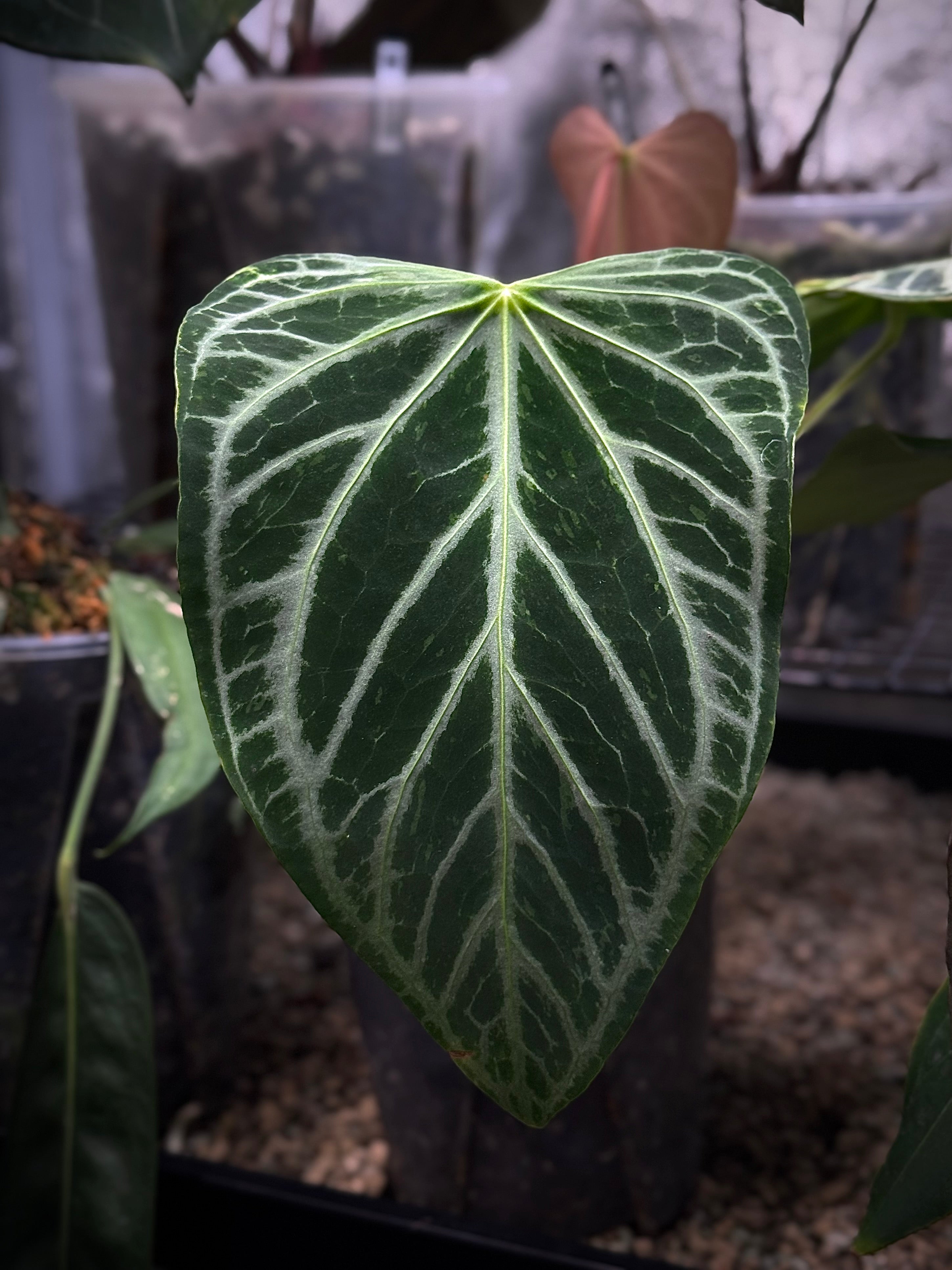 くにまる様Anthurium FTG crystallinum S2 NFS: Anthurium FTG Crystallinum - Rare Finds for Refined