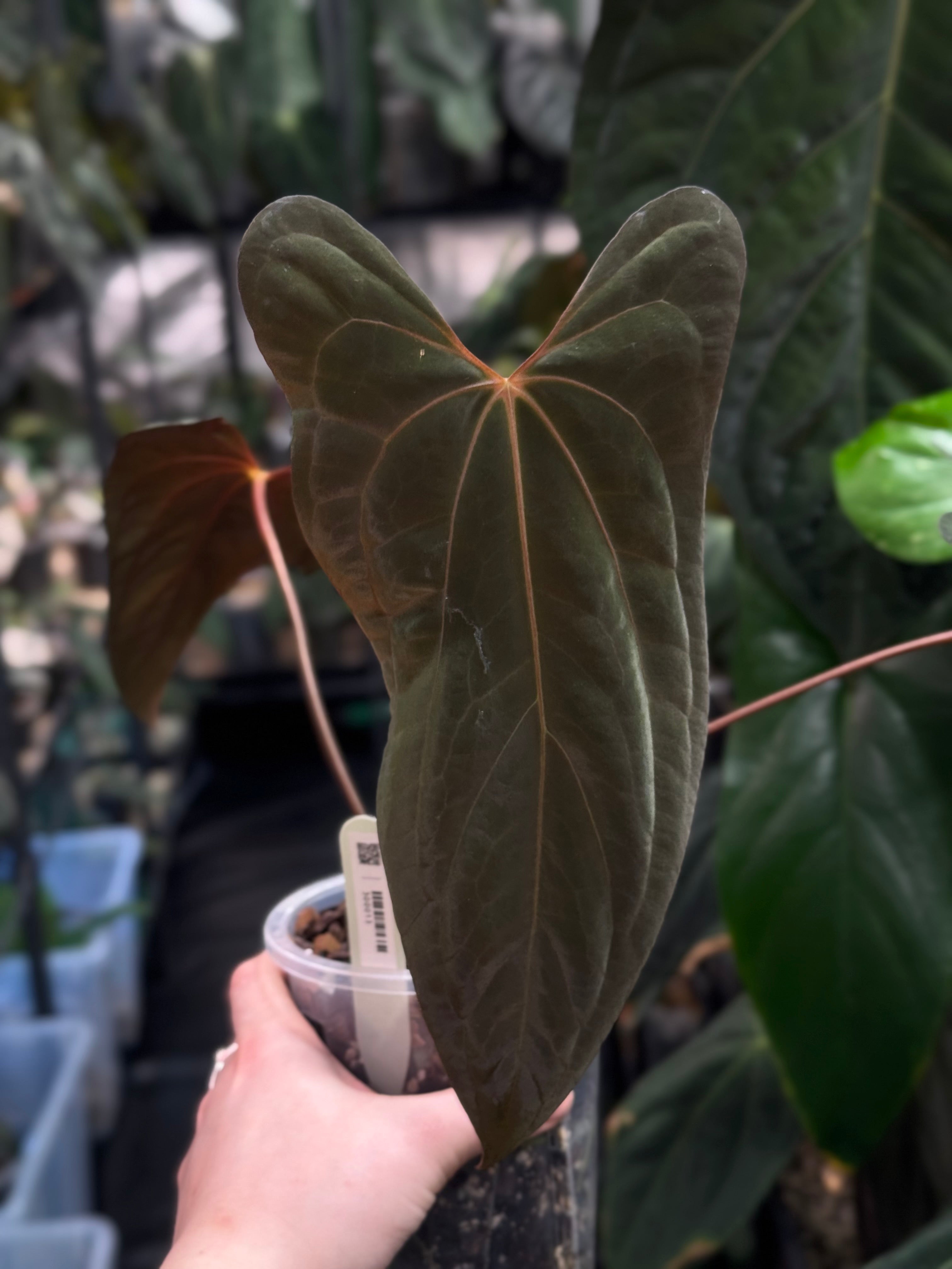 Anthurium Fort Sherman x Red Vein Dark Phoenix
