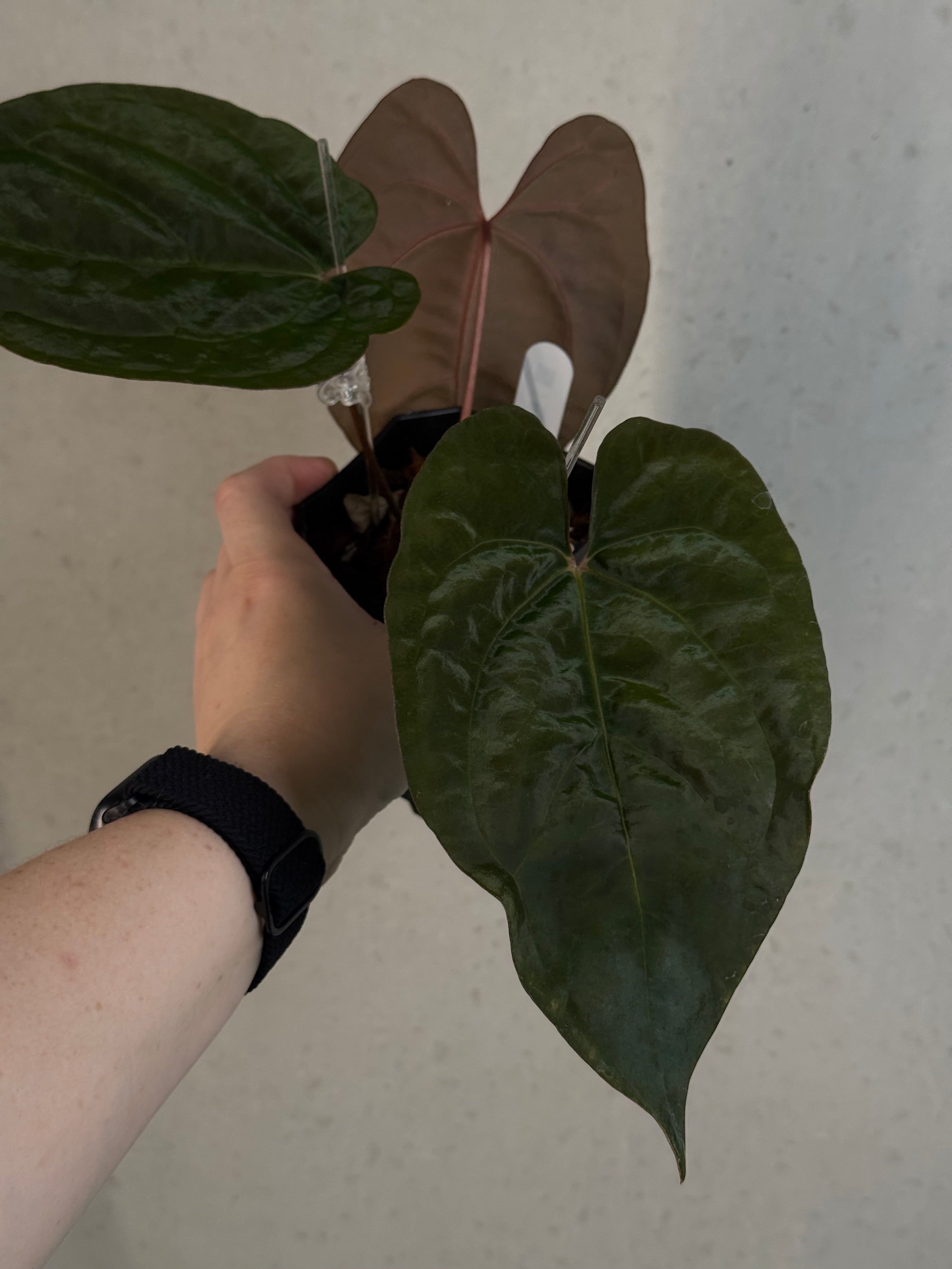Anthurium Goliath x Dark Phoenix - Clone - Pre-order
