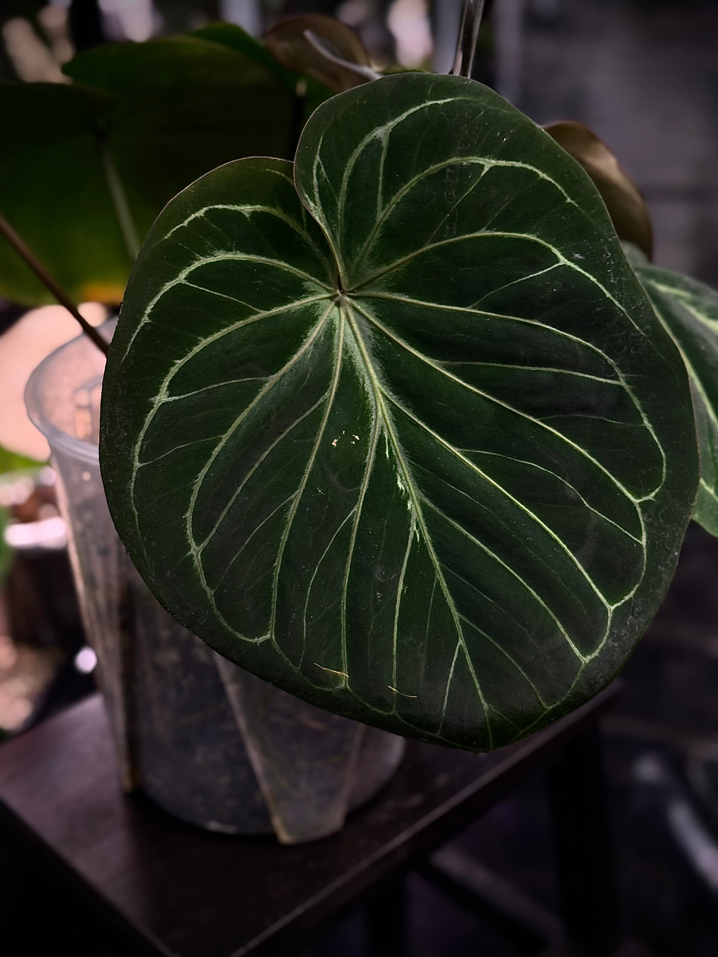 NFS: Anthurium HU 'Round'