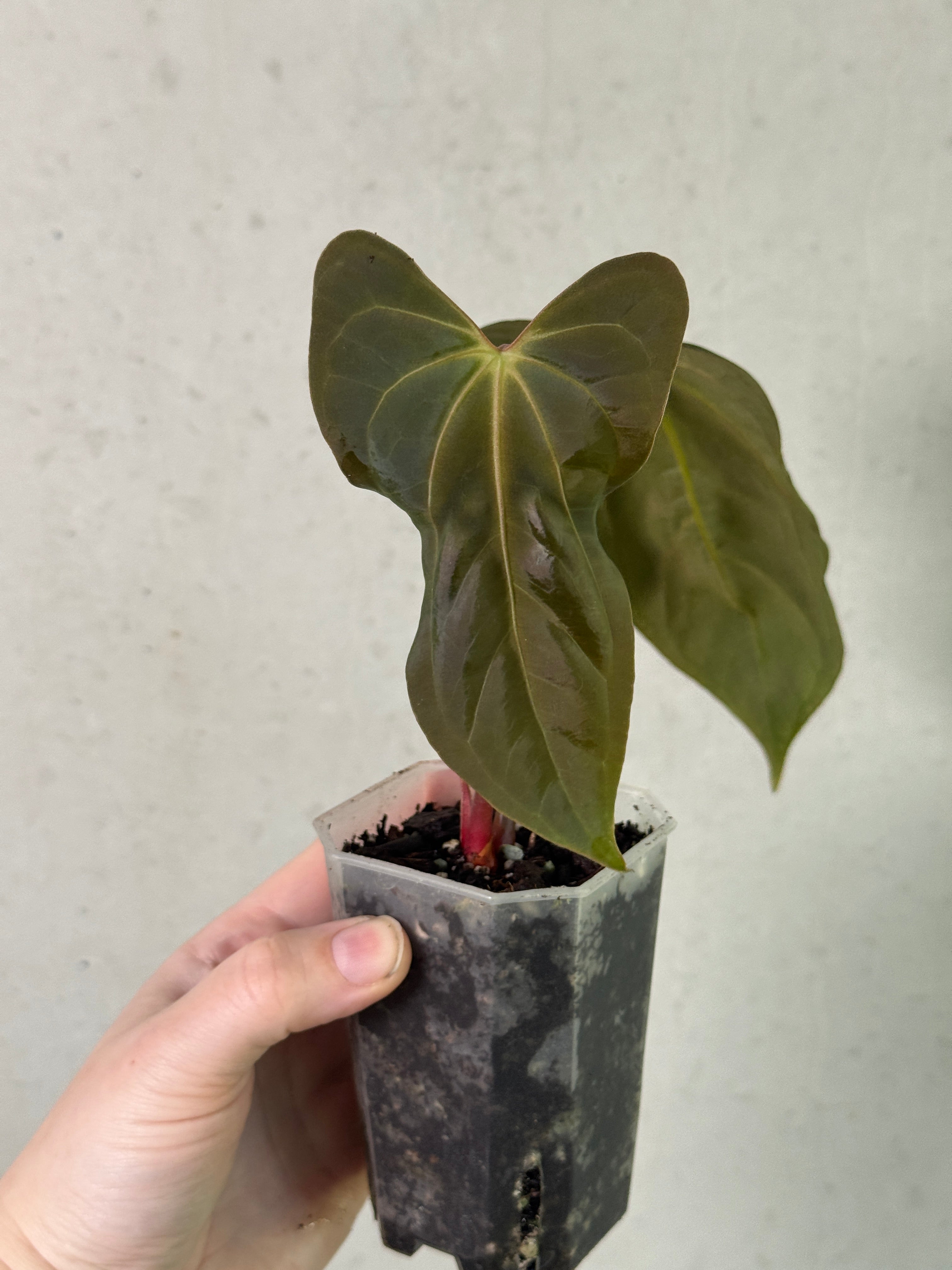 Blue Anthurium Papillilaminum x Fort Sherman clone plant by SMUKHI with vibrant leaves and lush foliage.