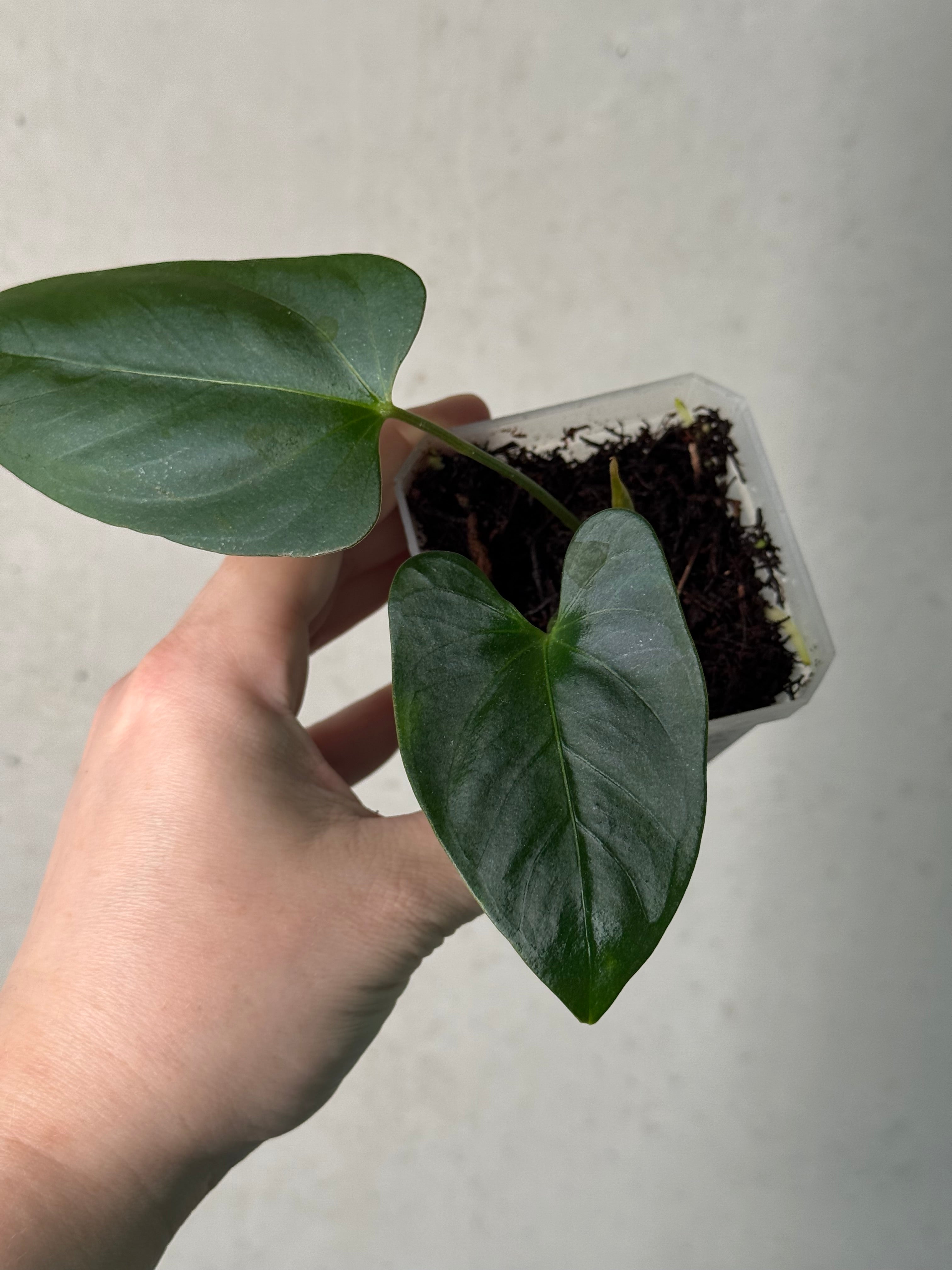 Anthurium Indo Portillae