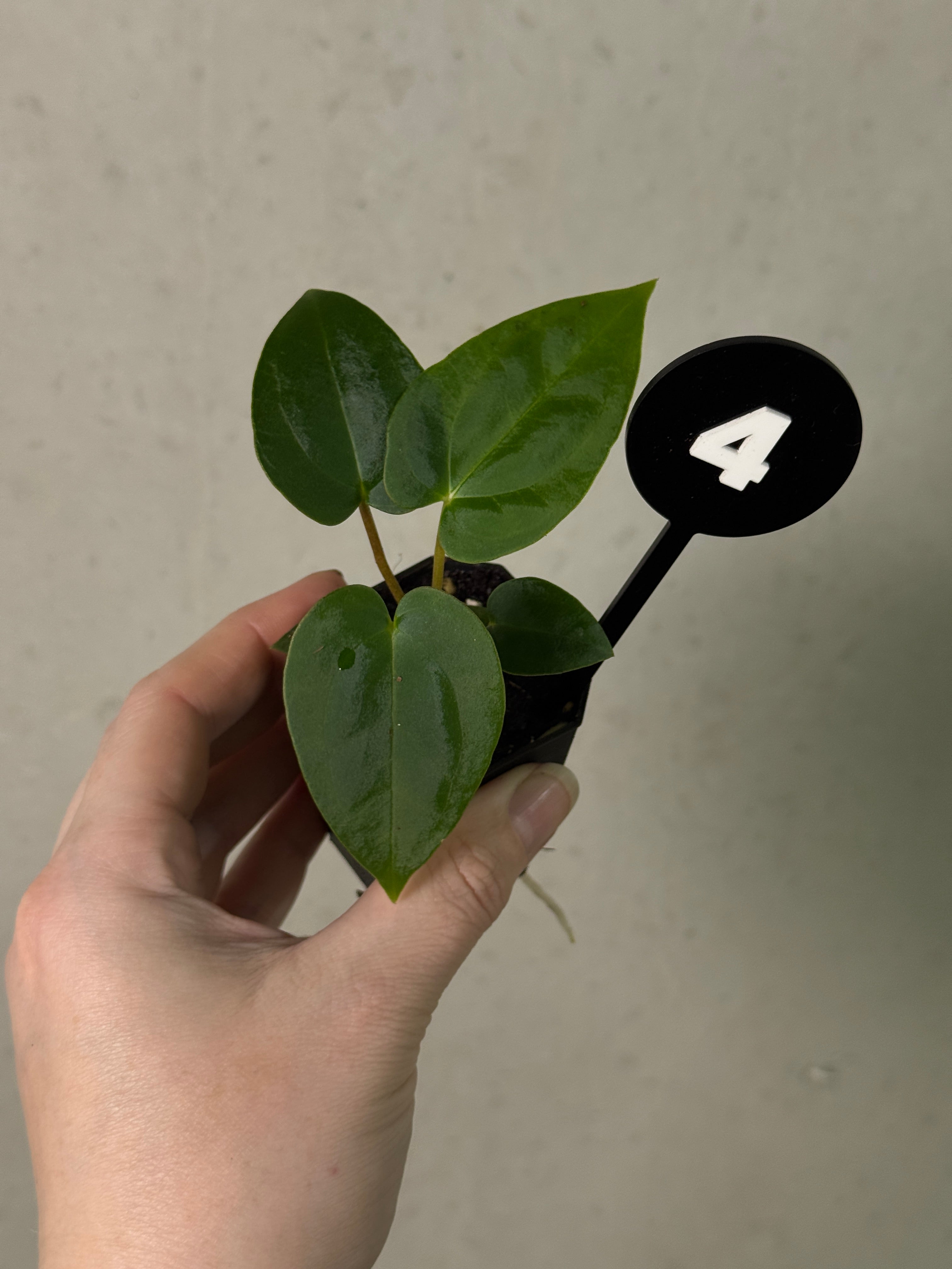 Anthurium (Papillilaminum 'Marie' x 'IL') x (Carlablackiae RD3 x FSxRL ‘Grim Reaper’)