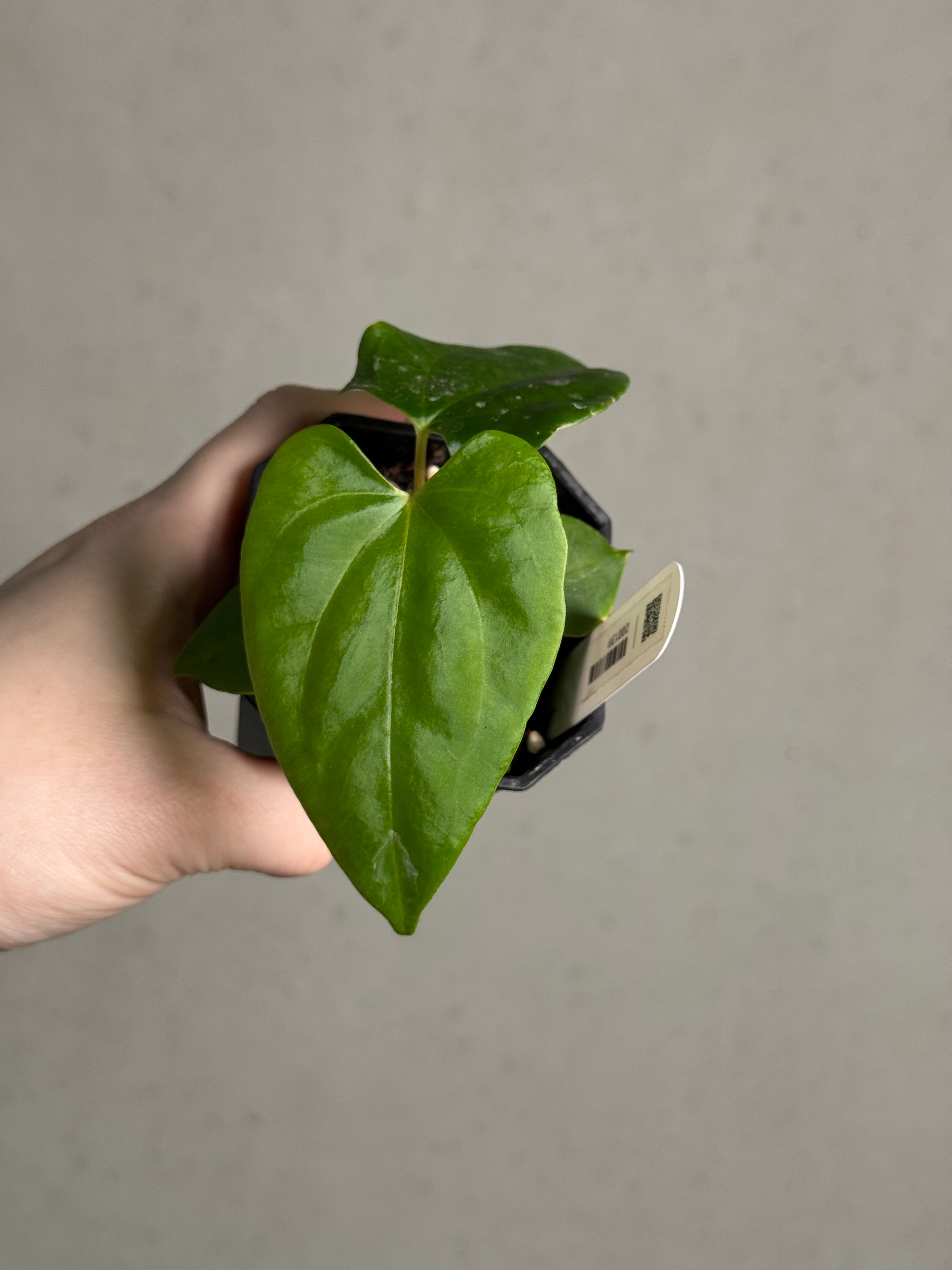 Anthurium Fort Sherman S1 x Ralph Lynam S1 - SMUKHI