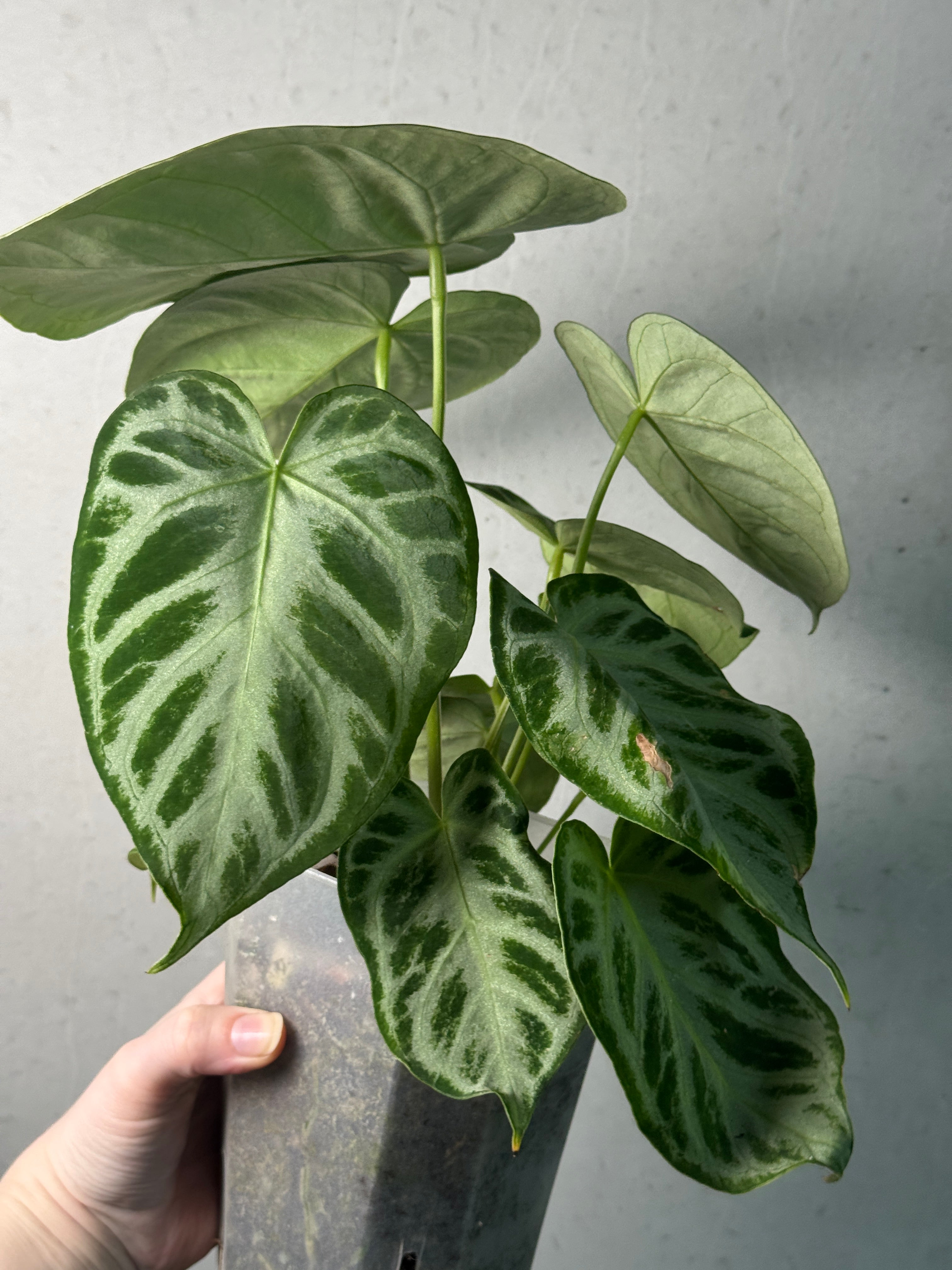Anthurium 'Silver Blush' - SMUKHI