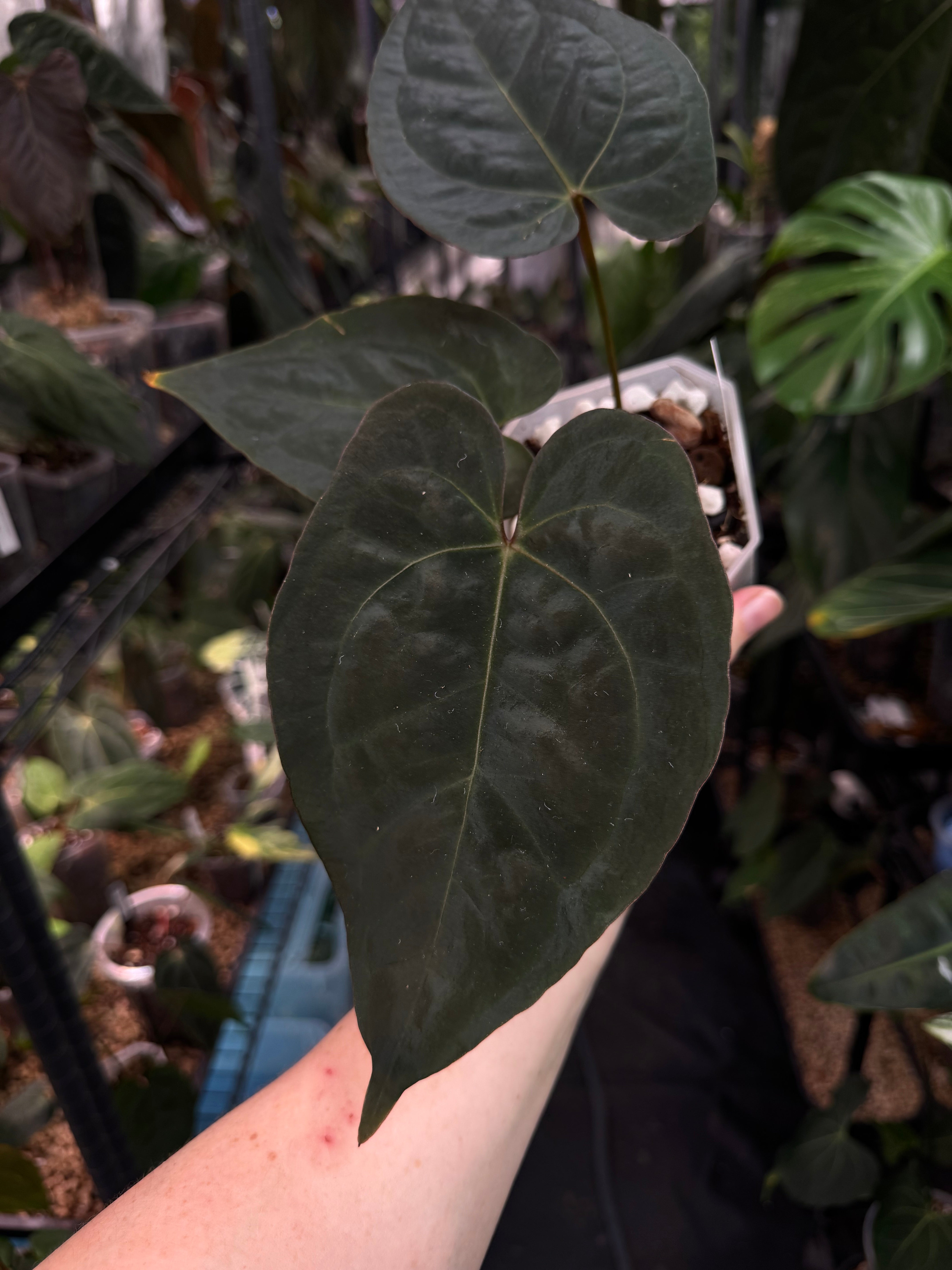 Anthurium (Zara x Michelle) x RVDP