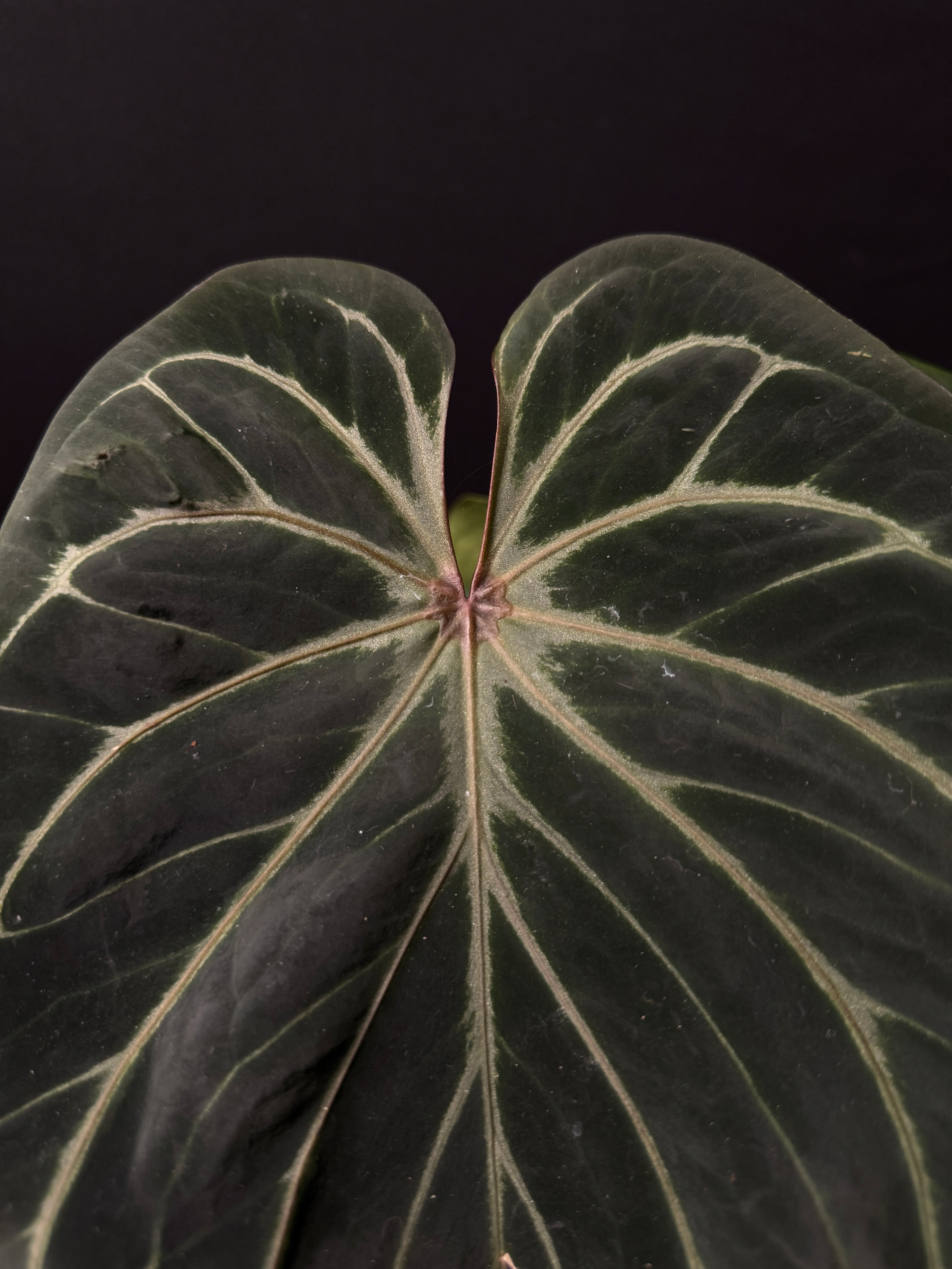 Anthurium King Of Spades / HU (Large)