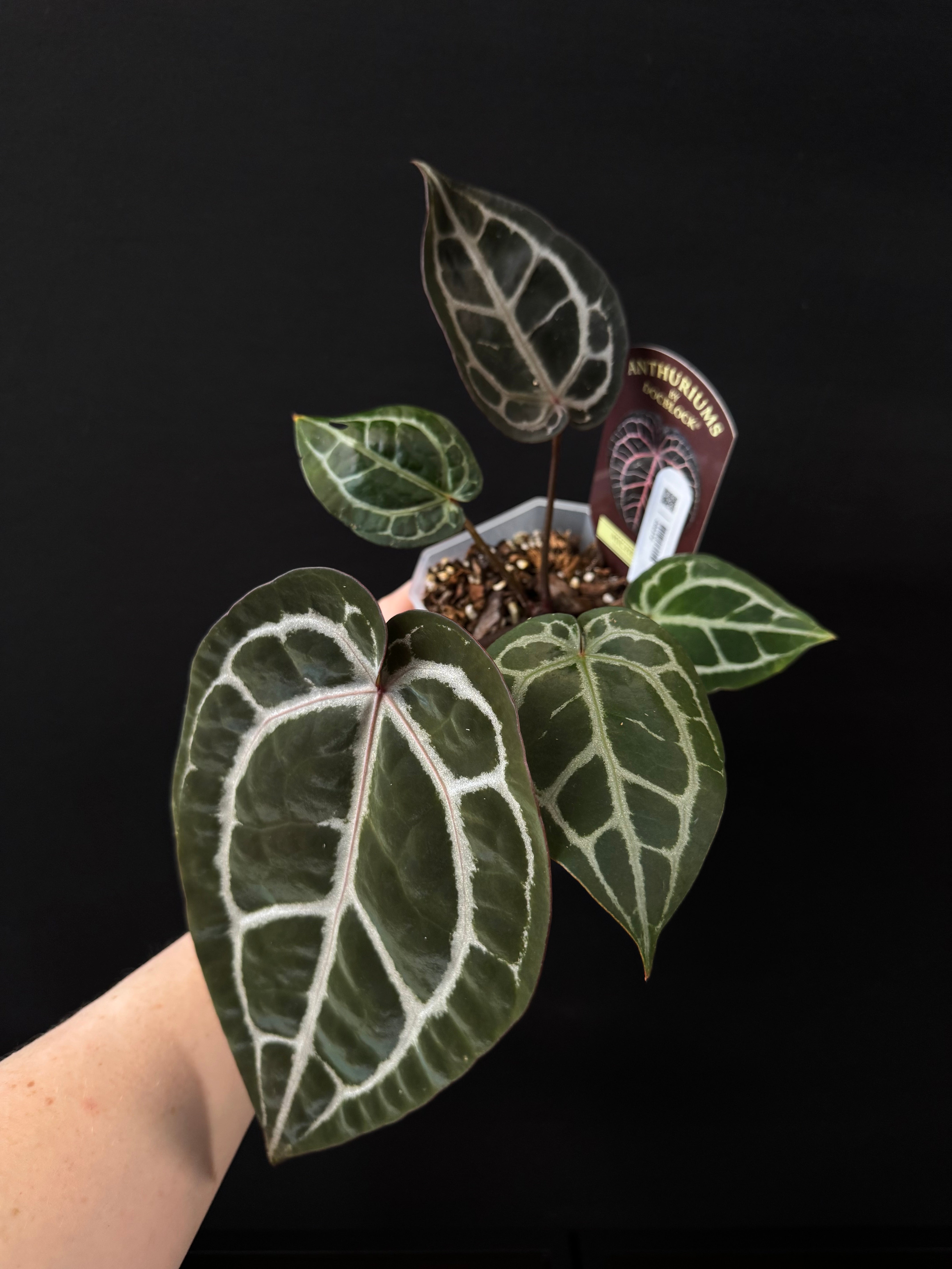 Anthurium DocBlock Michelle