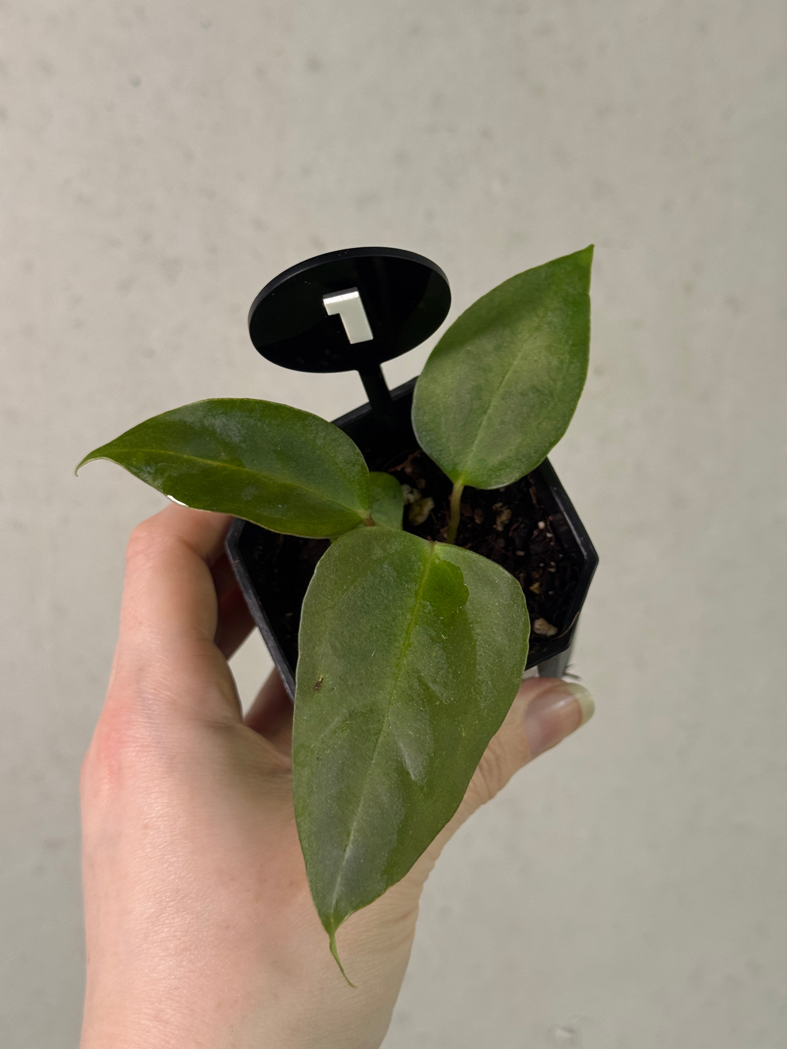 Anthurium ('Cobra' x Fort Sherman) x Indo Portillae or self