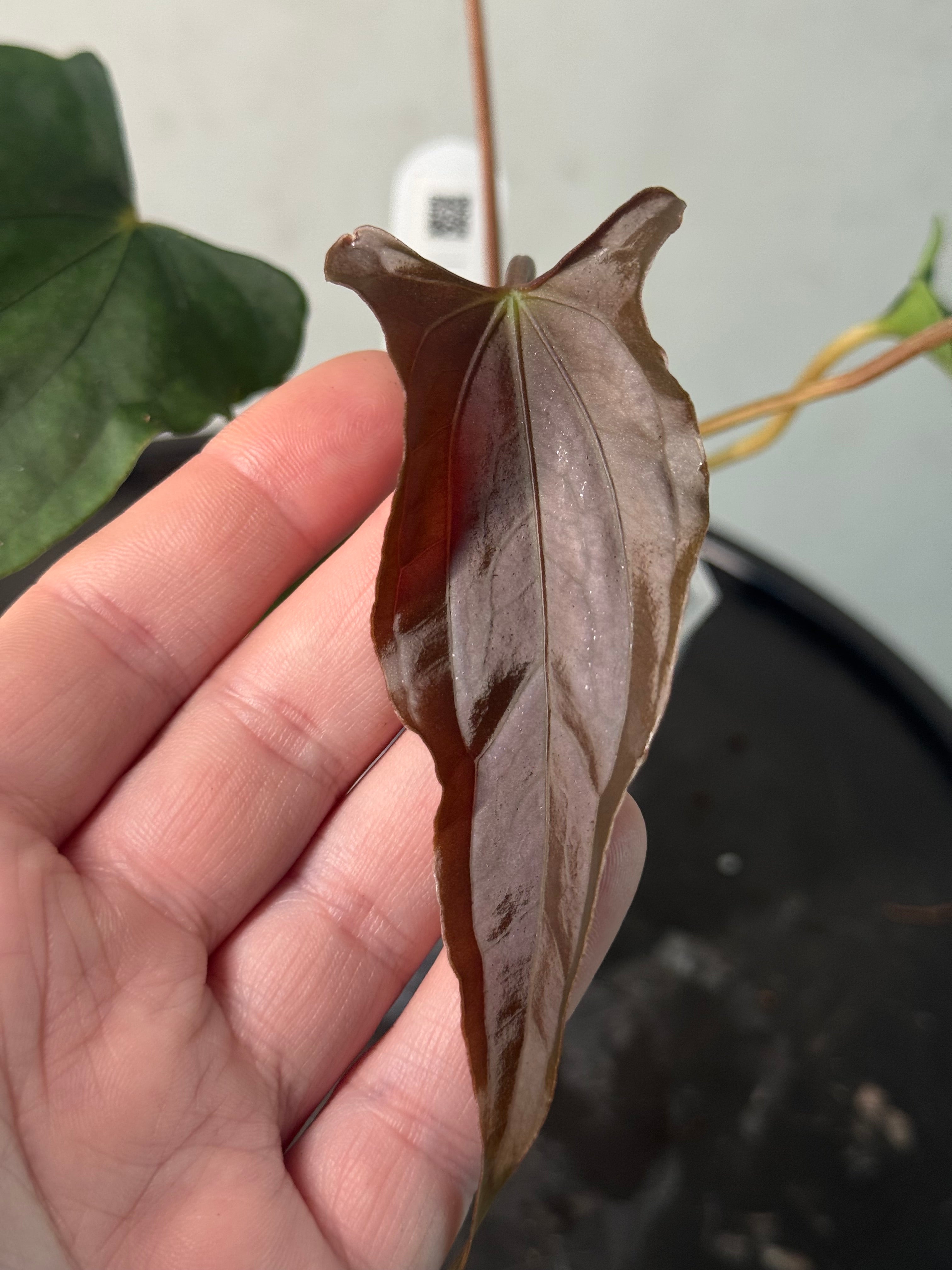 NFS: Anthurium (Ralph Lynam x Fort Sherman) x Ralph Lynam S1
