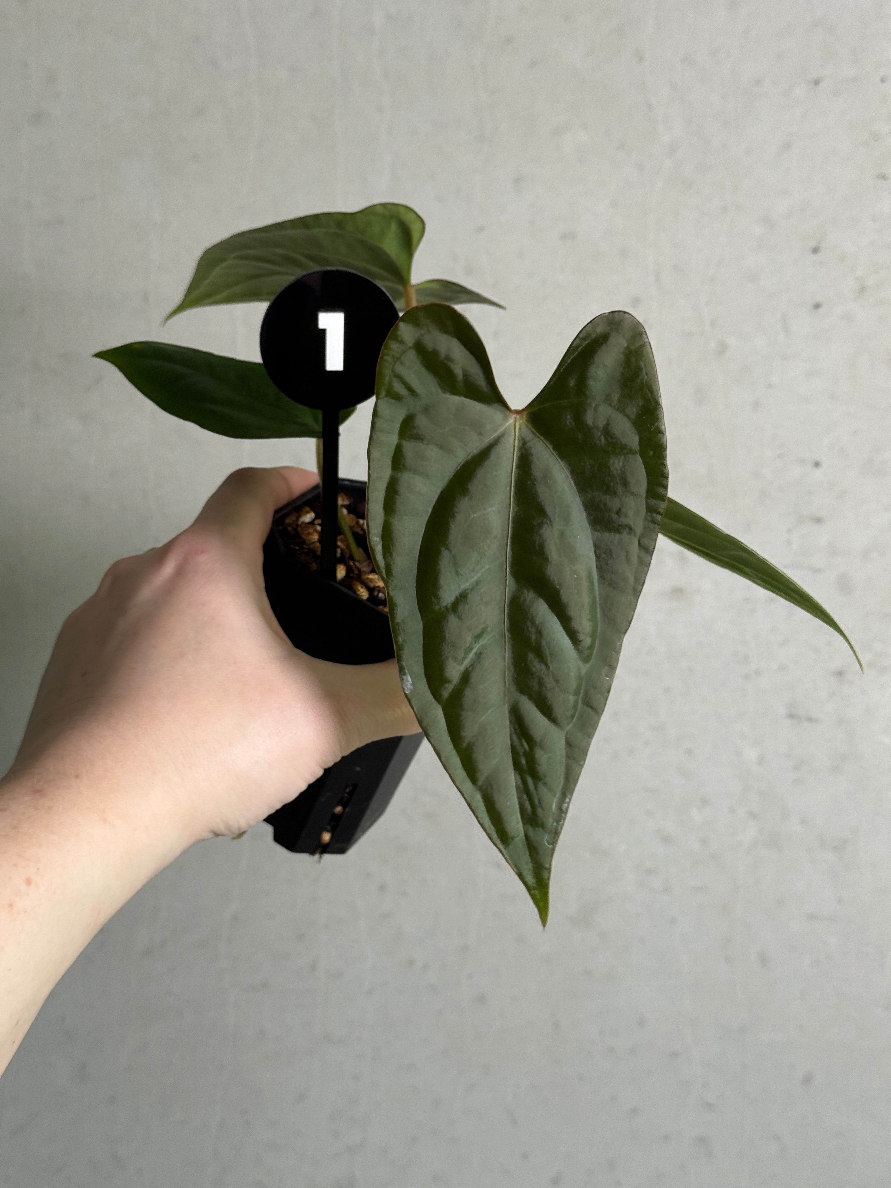 Anthurium (Dark Phoenix x Goliath) x (sp. Napo x Luxurians)