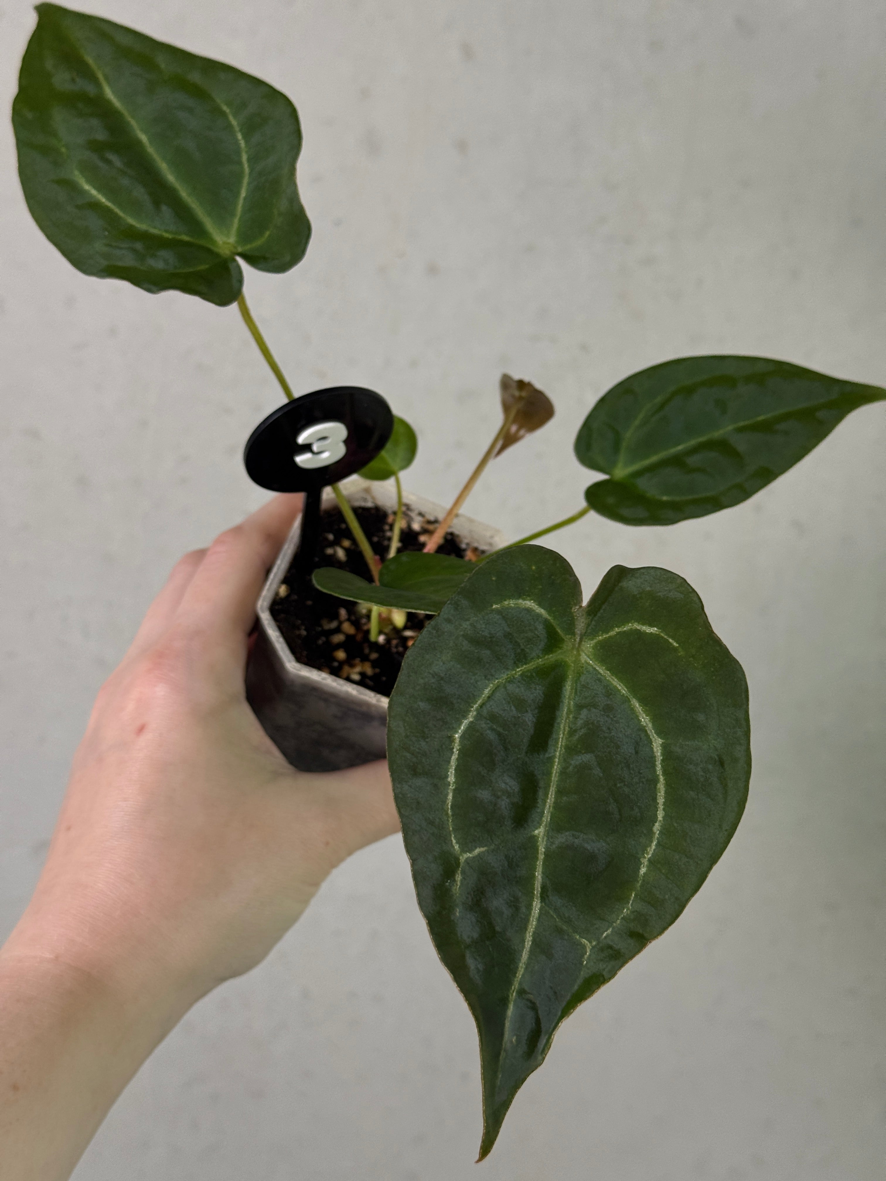 Anthurium Forgetii x open plant by SMUKHI showing lush green leaves with white spathes and distinctive heart-shaped foliage.