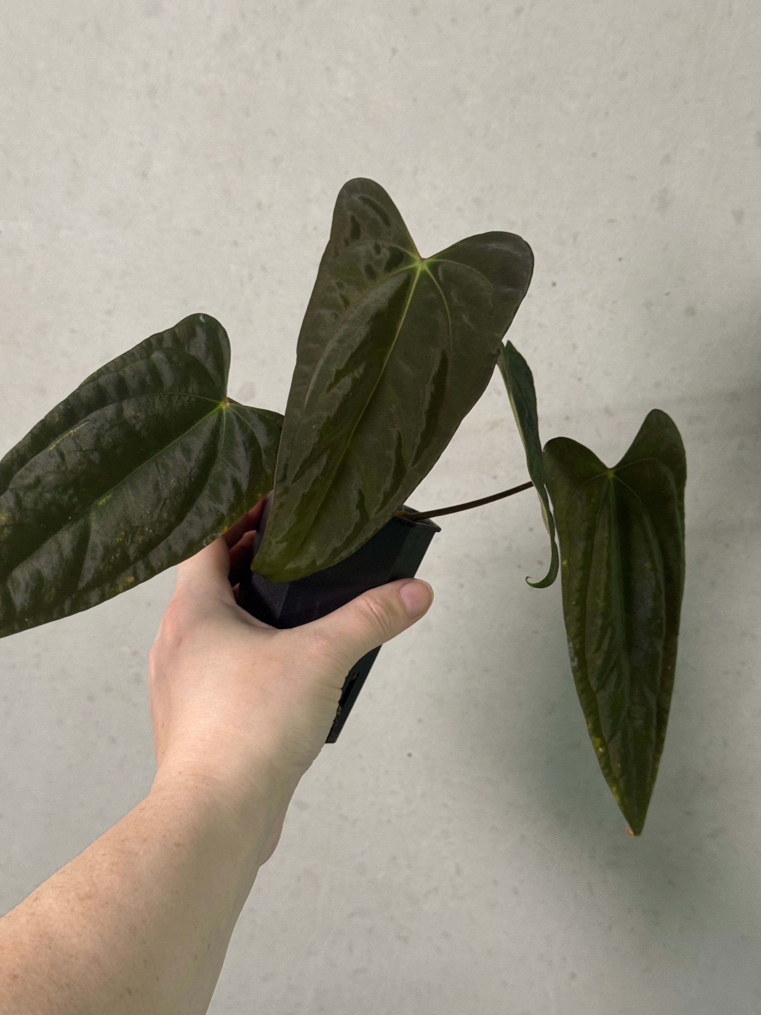 Anthurium papillilaminum 'Marie' x Grim Reaper clone plant from Crystallinaminum with glossy green leaves and unique foliage.