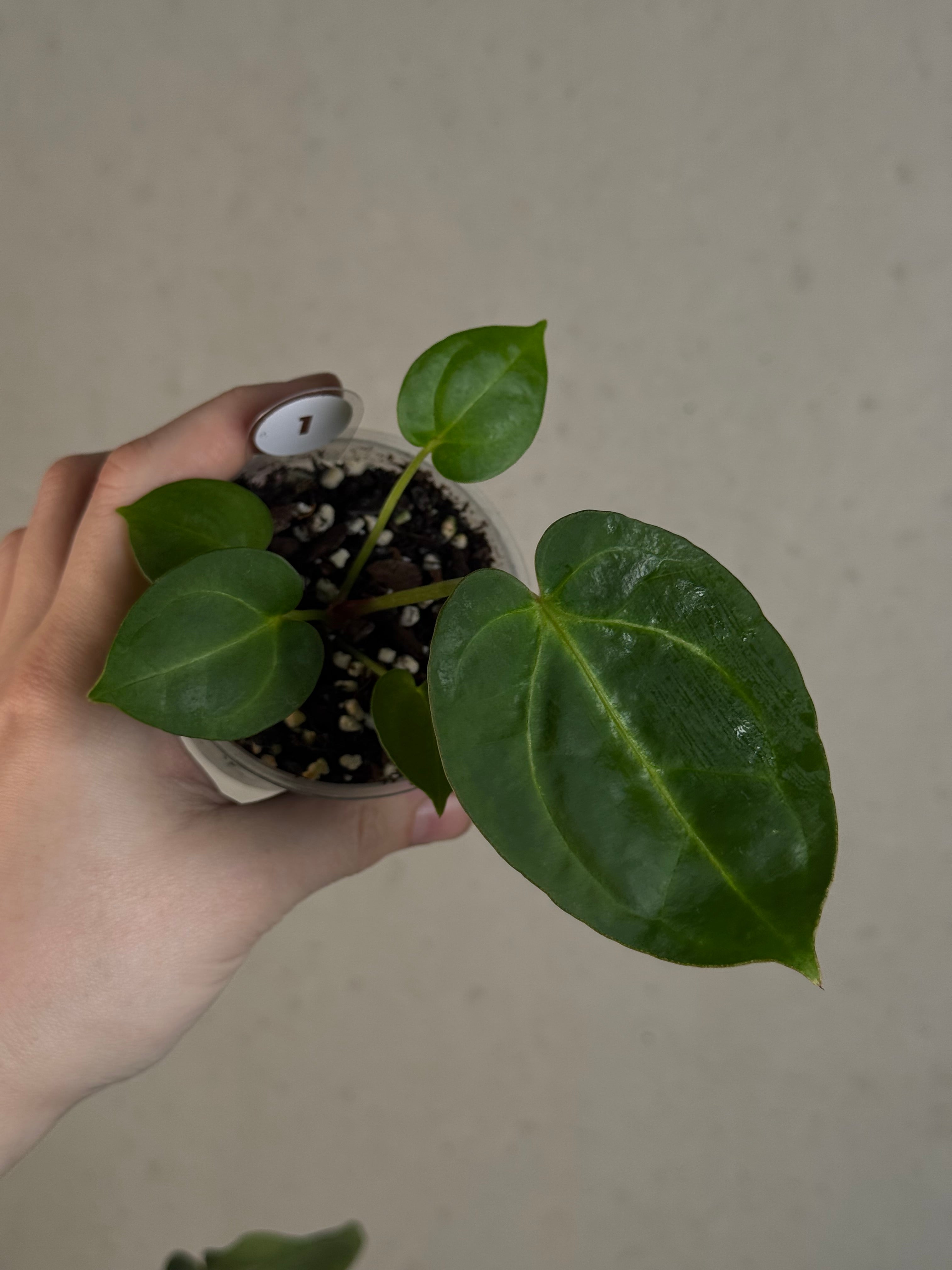 Anthurium (Papillilaminum x) x Crystallinum 'Silver Blush'