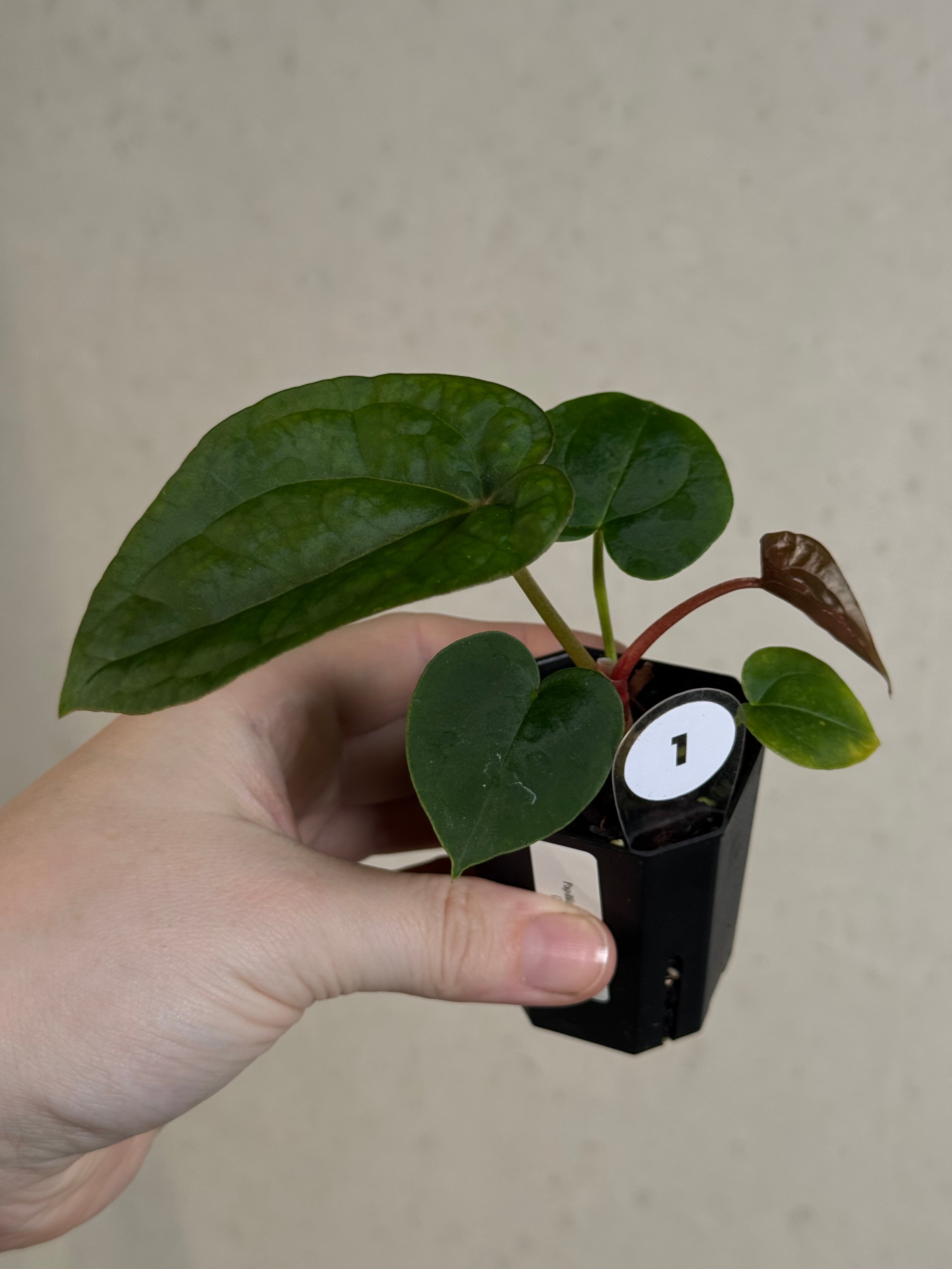 Papillilaminum GunaYala × Zara Michelle Anthurium Papillilaminum 'Guna Yala' x (Zara x Michelle