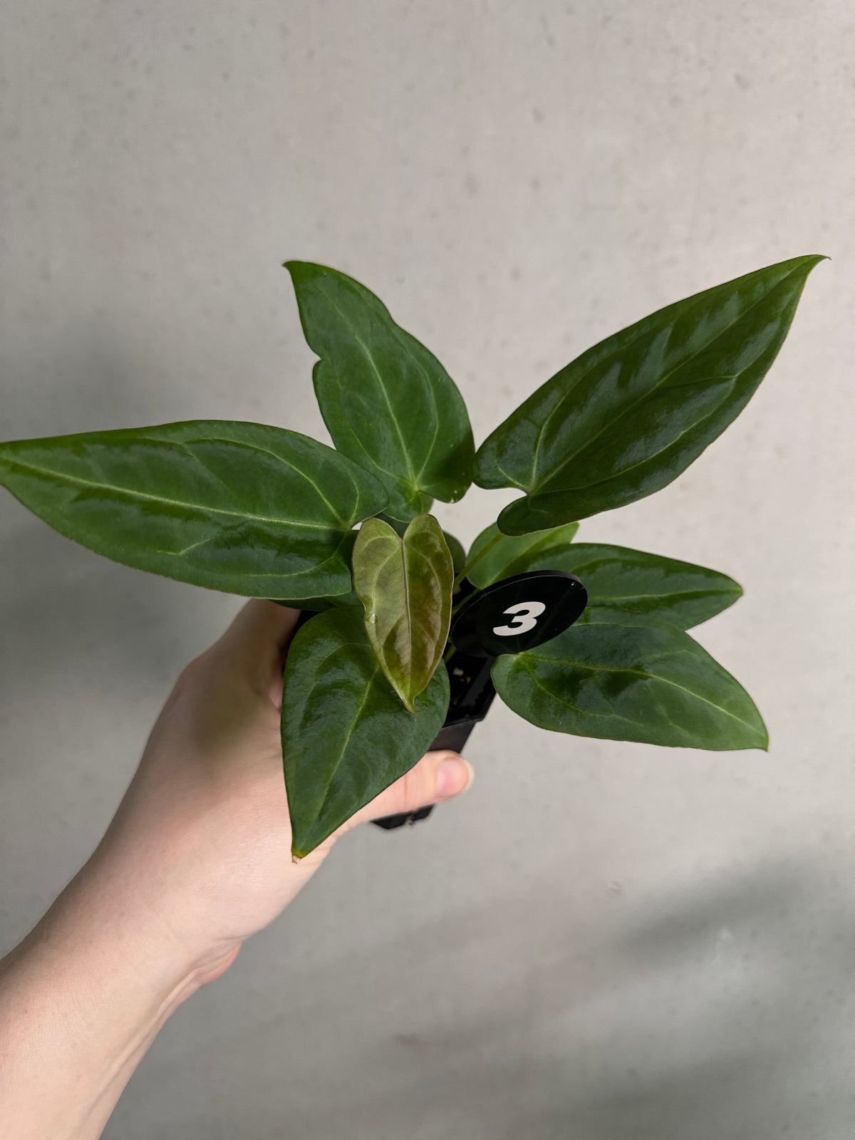 Anthurium Tim Anderson ‘Stripey’ x Portillae ‘Dorito’ plant with glossy green leaves and distinctive striped and variegated foliage.