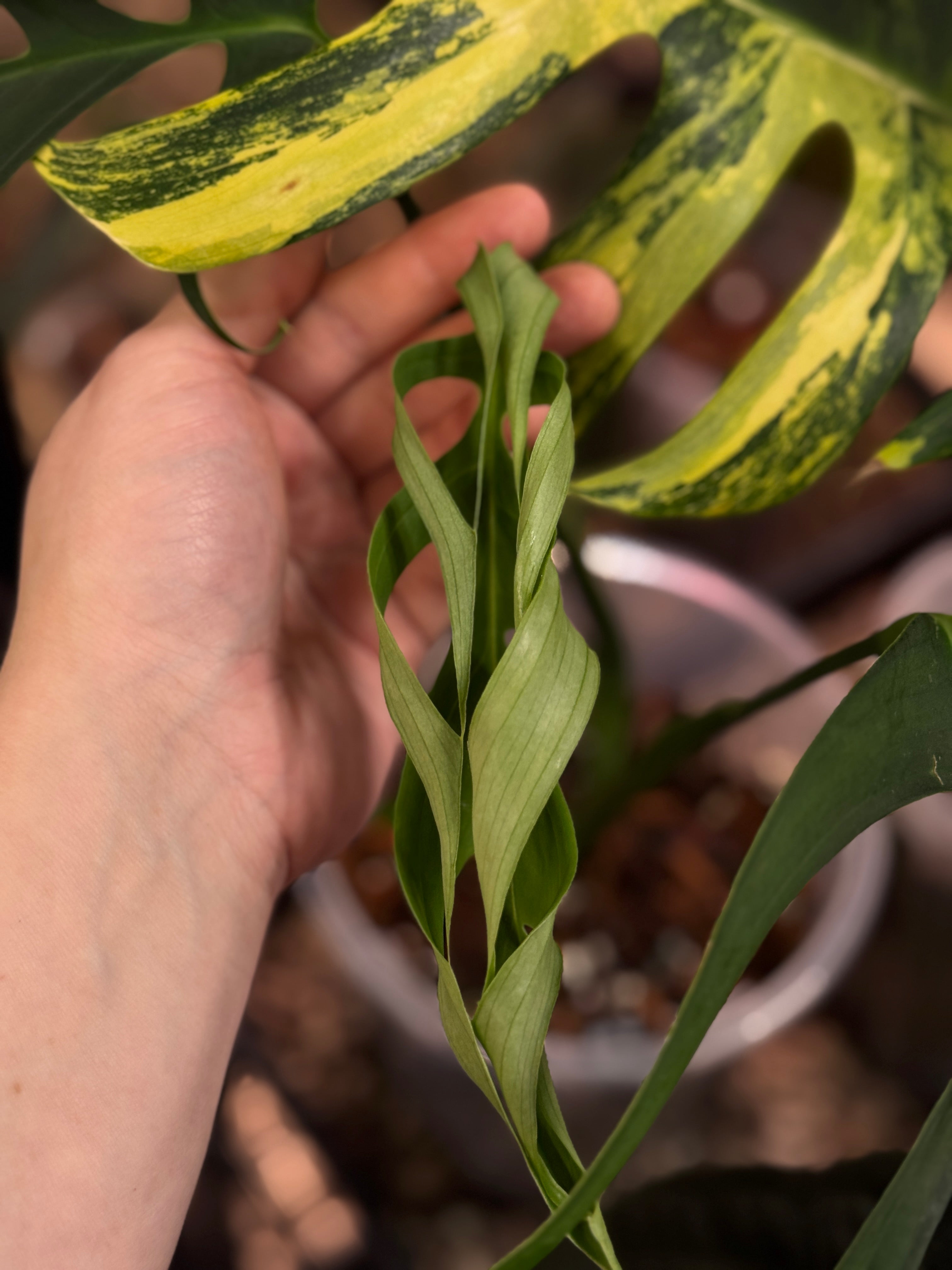 Monstera Croatii - SMUKHI