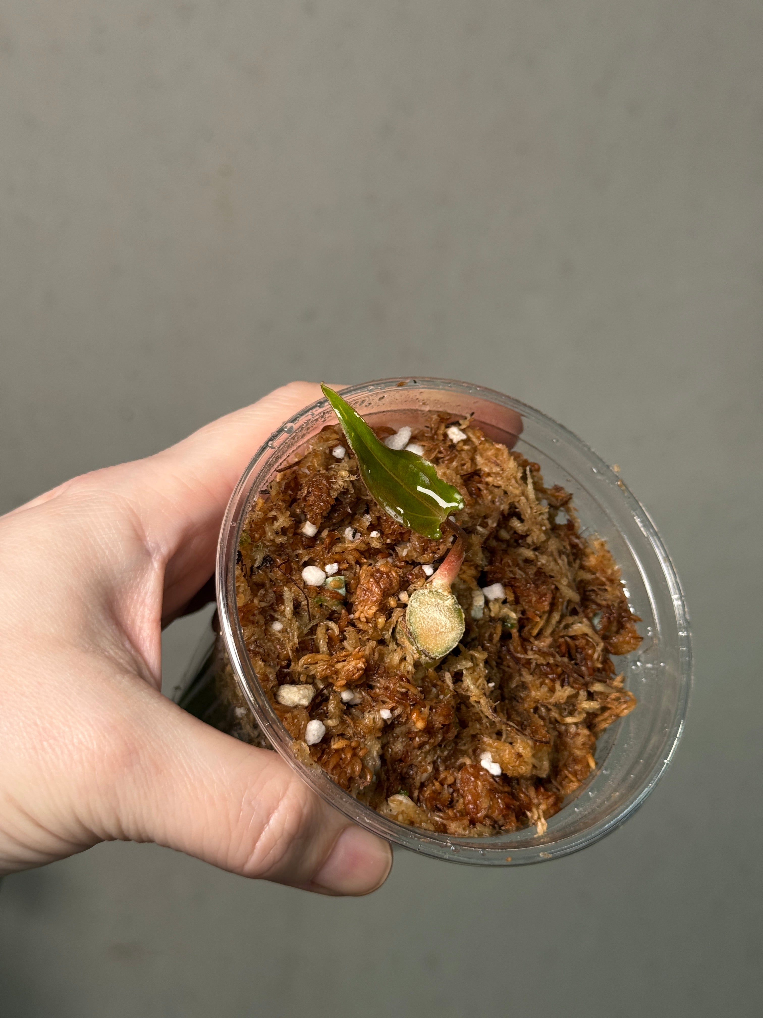 Anthurium Dark Phoenix Mutated - Clone