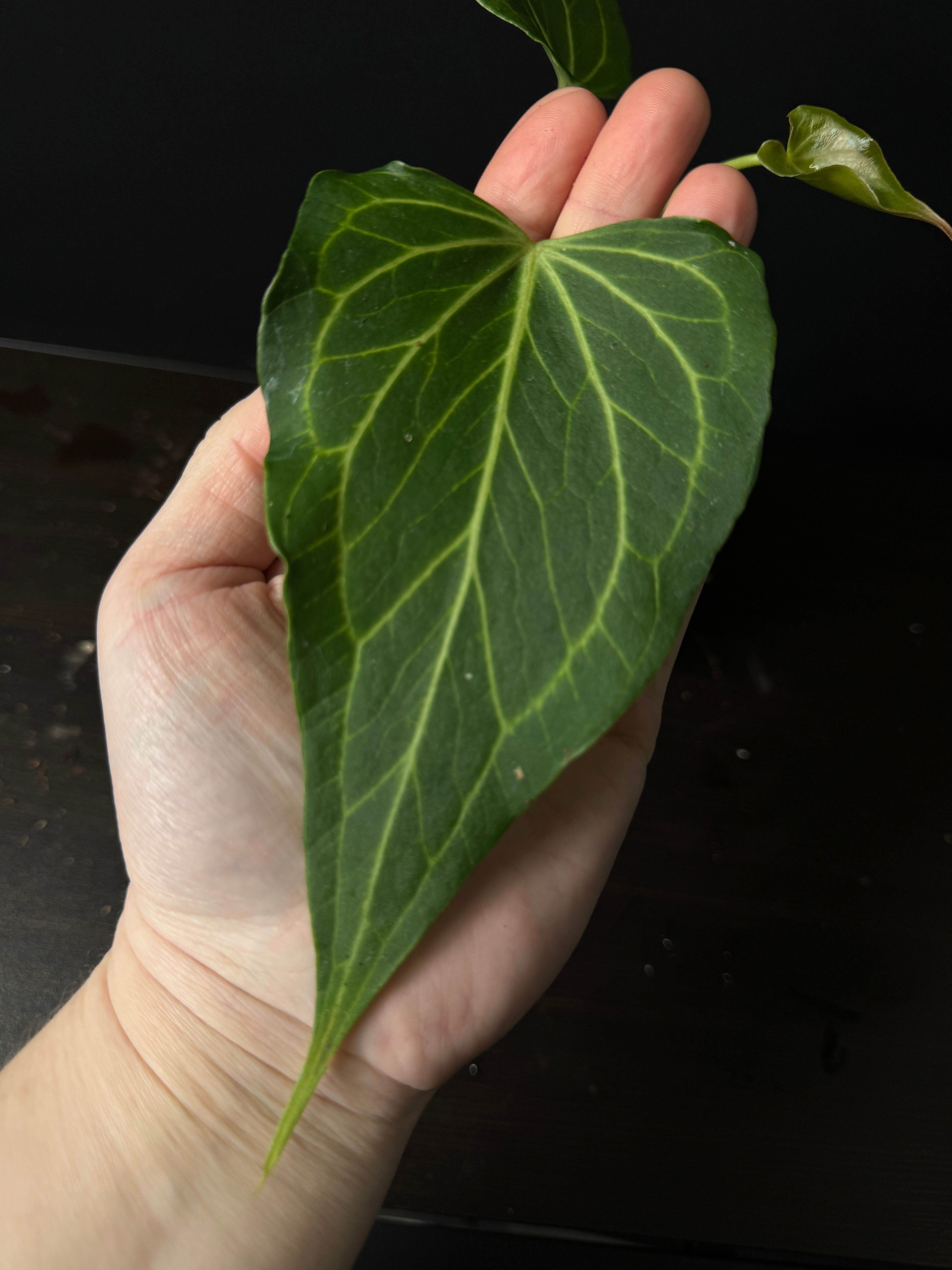 Anthurium 'Delta Force'