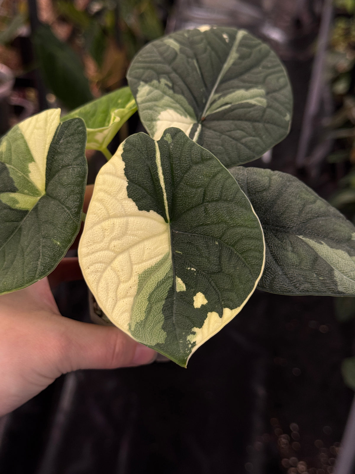 Variegated Alocasia Melo Albo plant with striking white and green patterned leaves, displayed by SMUKHI.