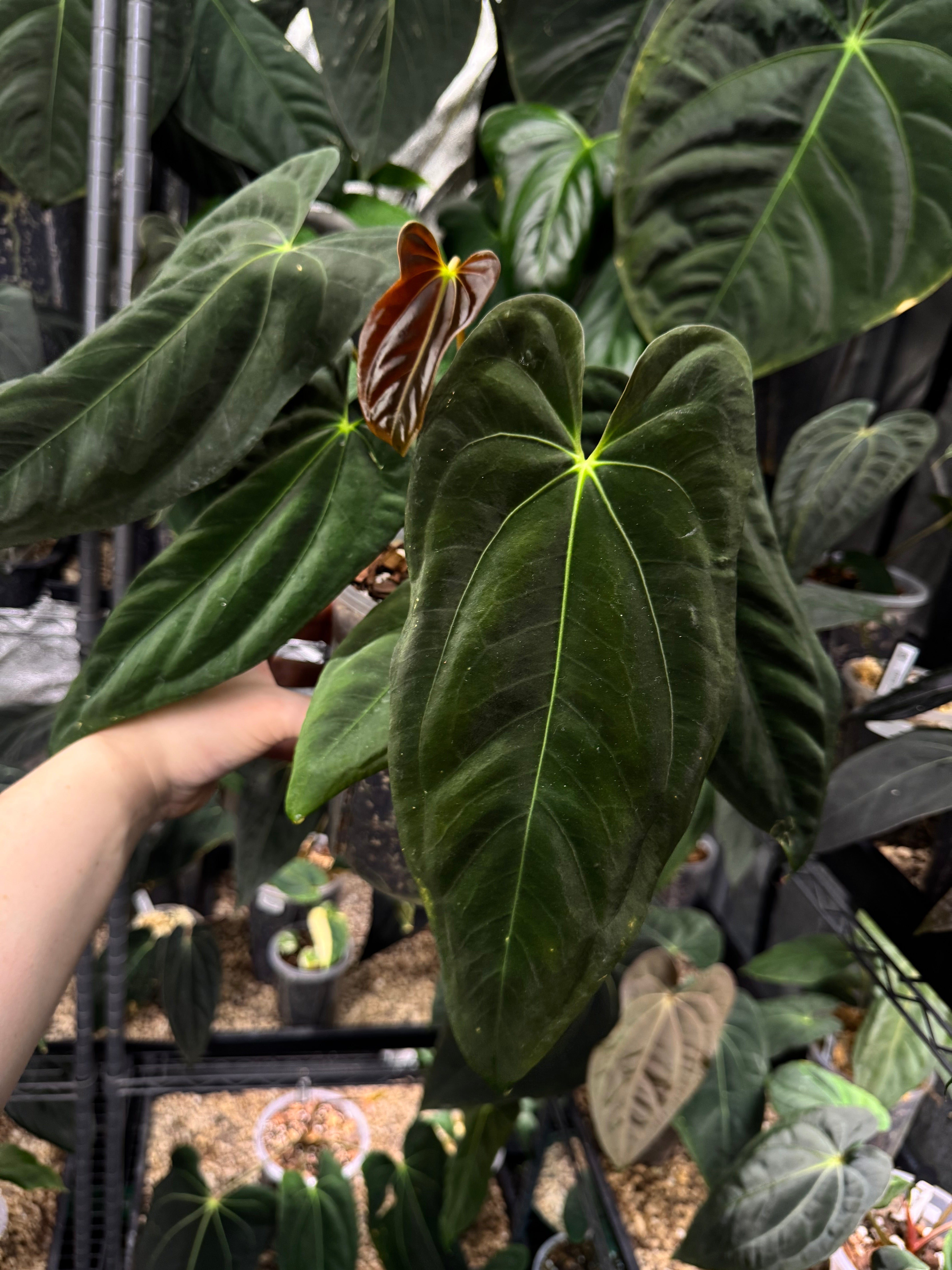 NFS: Anthurium (Fort Sherman x Ralph Lynam) 'Grim Reaper' x Papillilaminum RA6