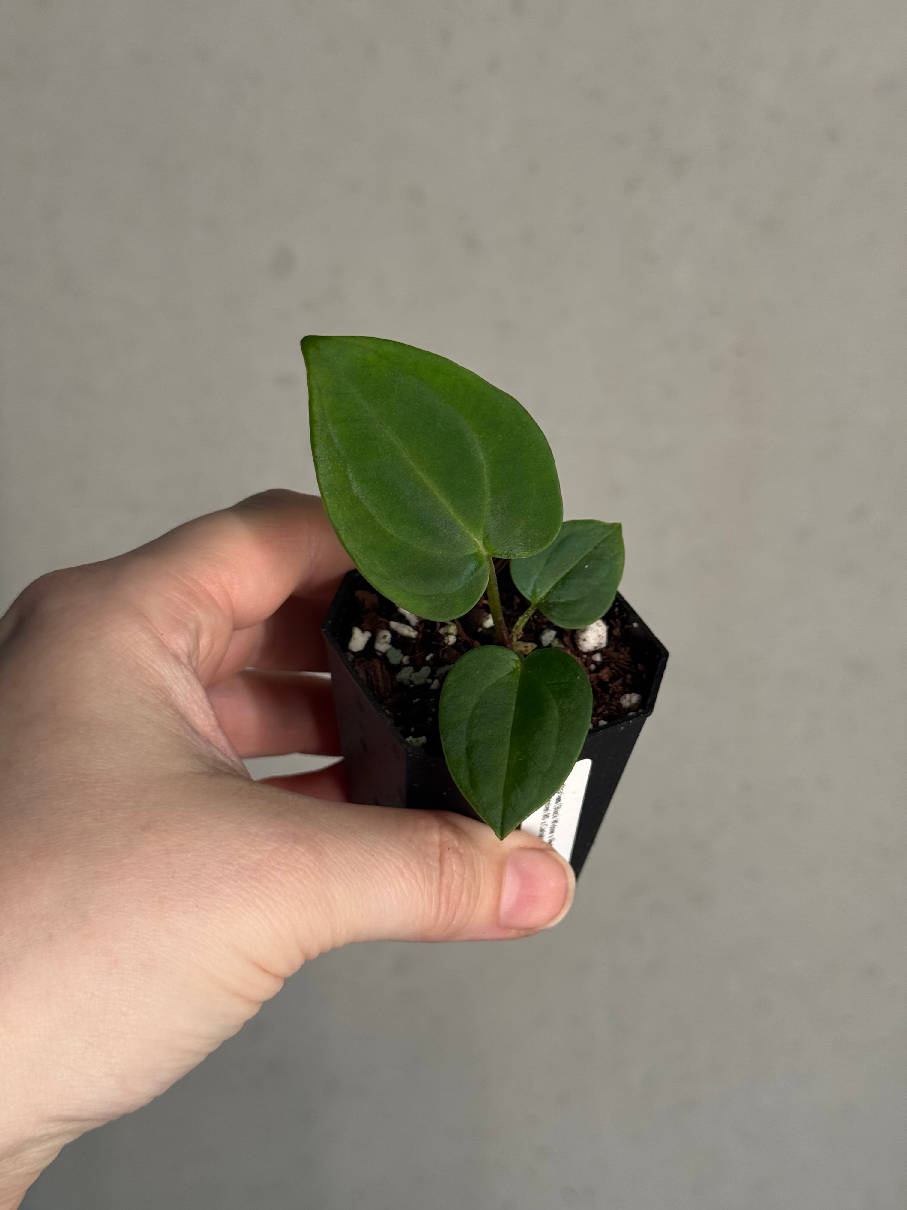 Anthurium (Black Widow x Red Velvet Cake) x (Dressleri RG x Carlablackiae 'Amanda')