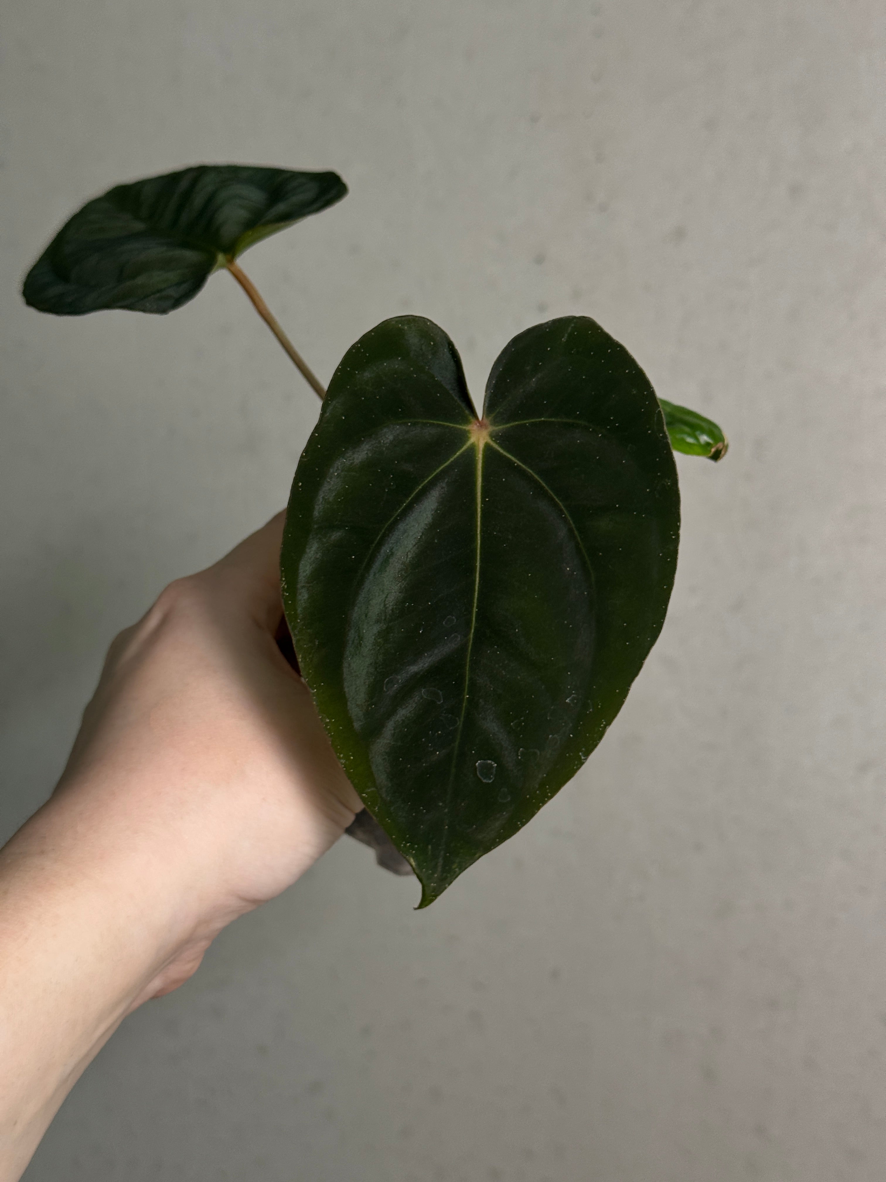 Anthurium 'Widowmaker' x Papillilaminum RA6