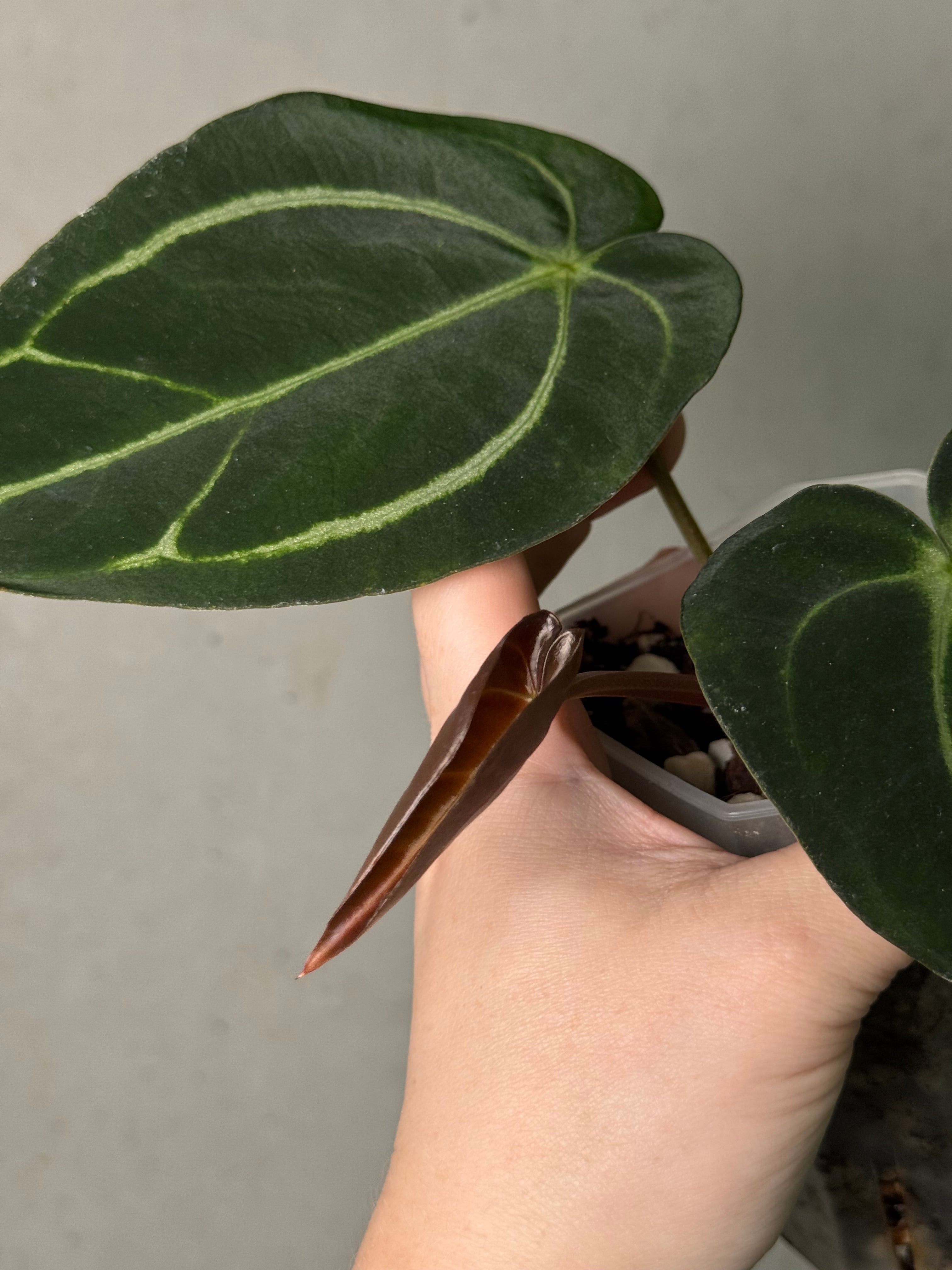 Anthurium Carlablackiae