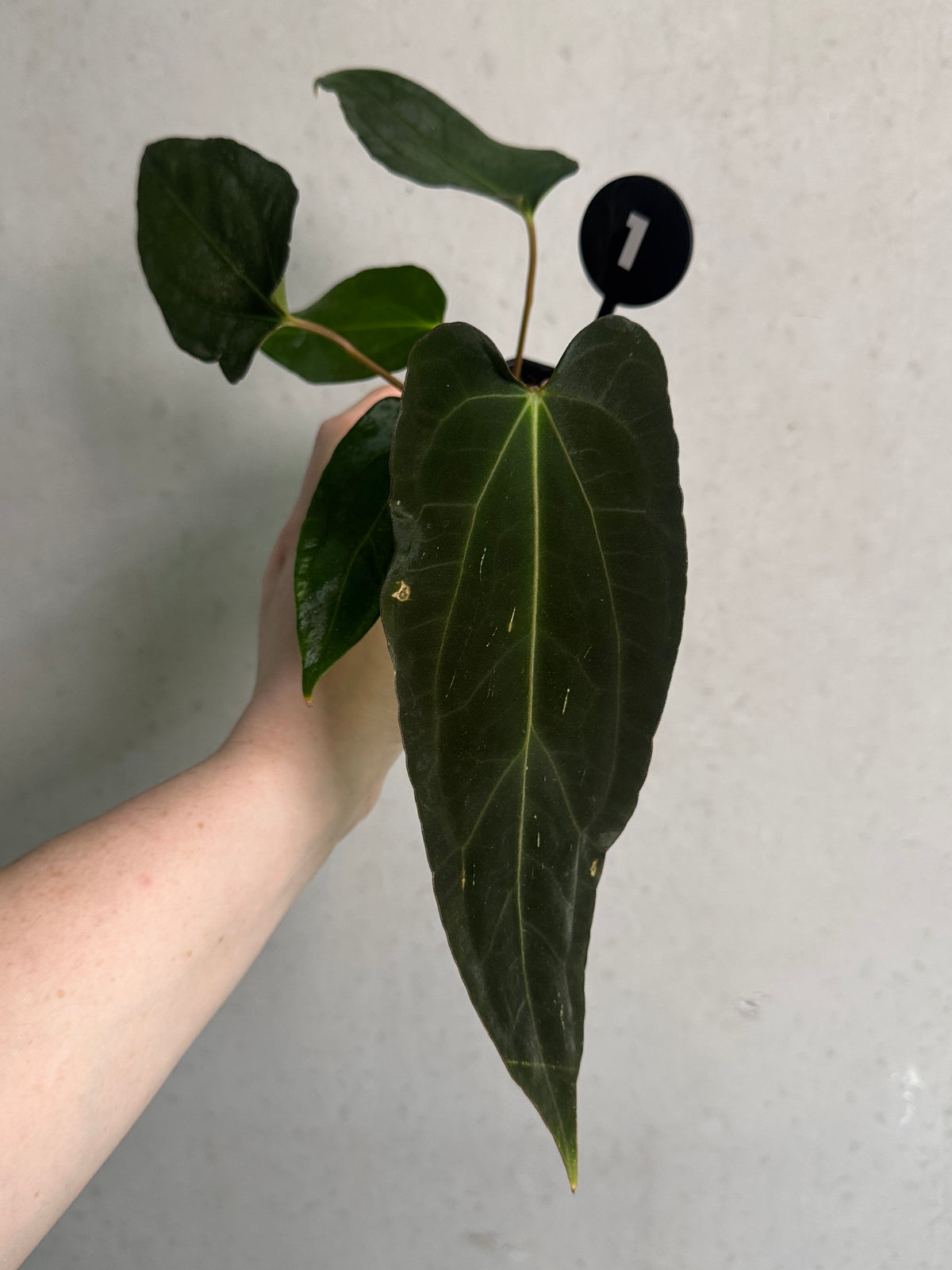 SMUKHI Anthurium plant featuring glossy green leaves and vibrant red spathes with dark foliage, showcasing hybrid flowering foliage plant.