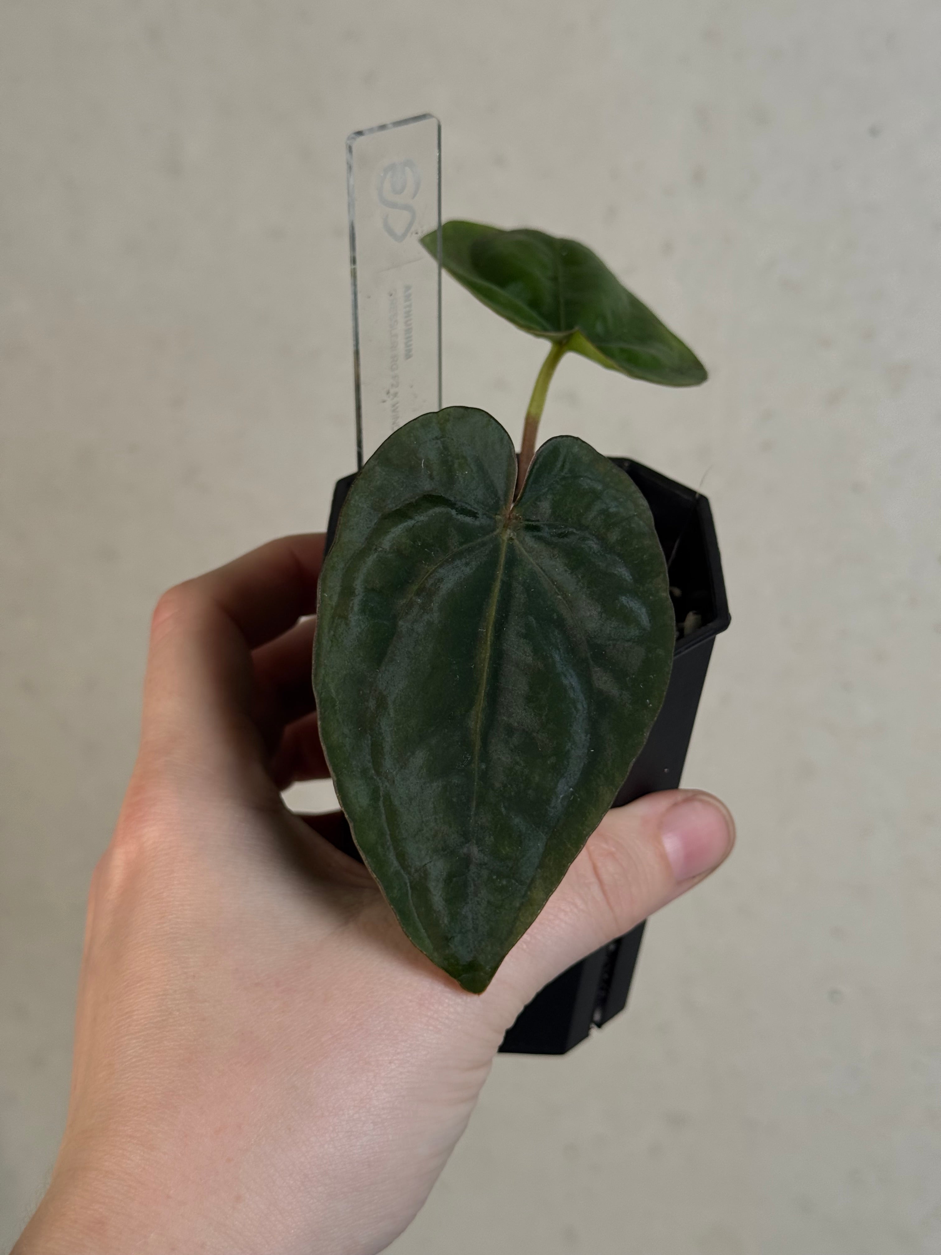 Anthurium Dressleri RG F2 x ‘Windy’ - Clone