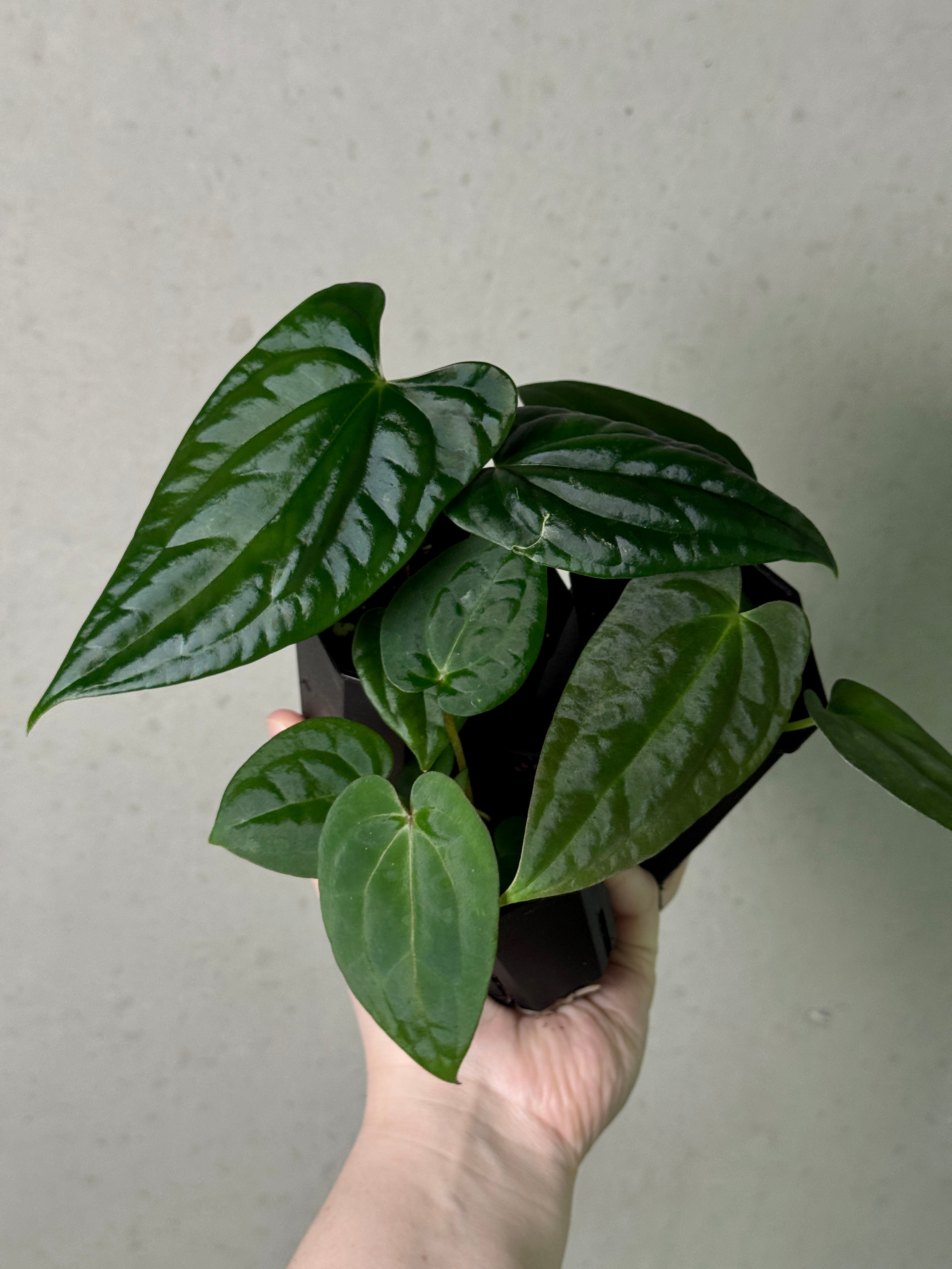 Anthurium Bundle #4
