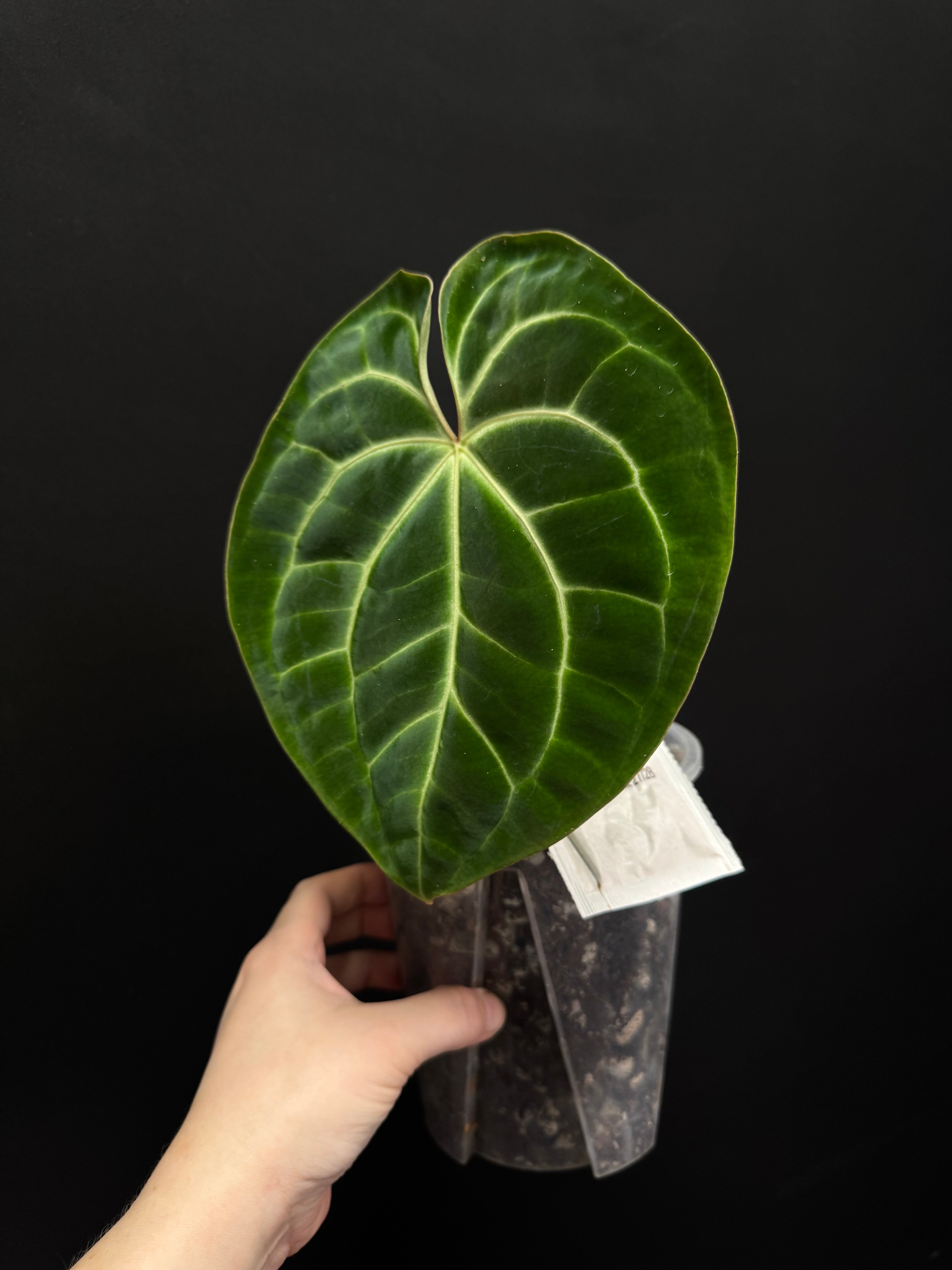 Anthurium Besseae aff - SMUKHI