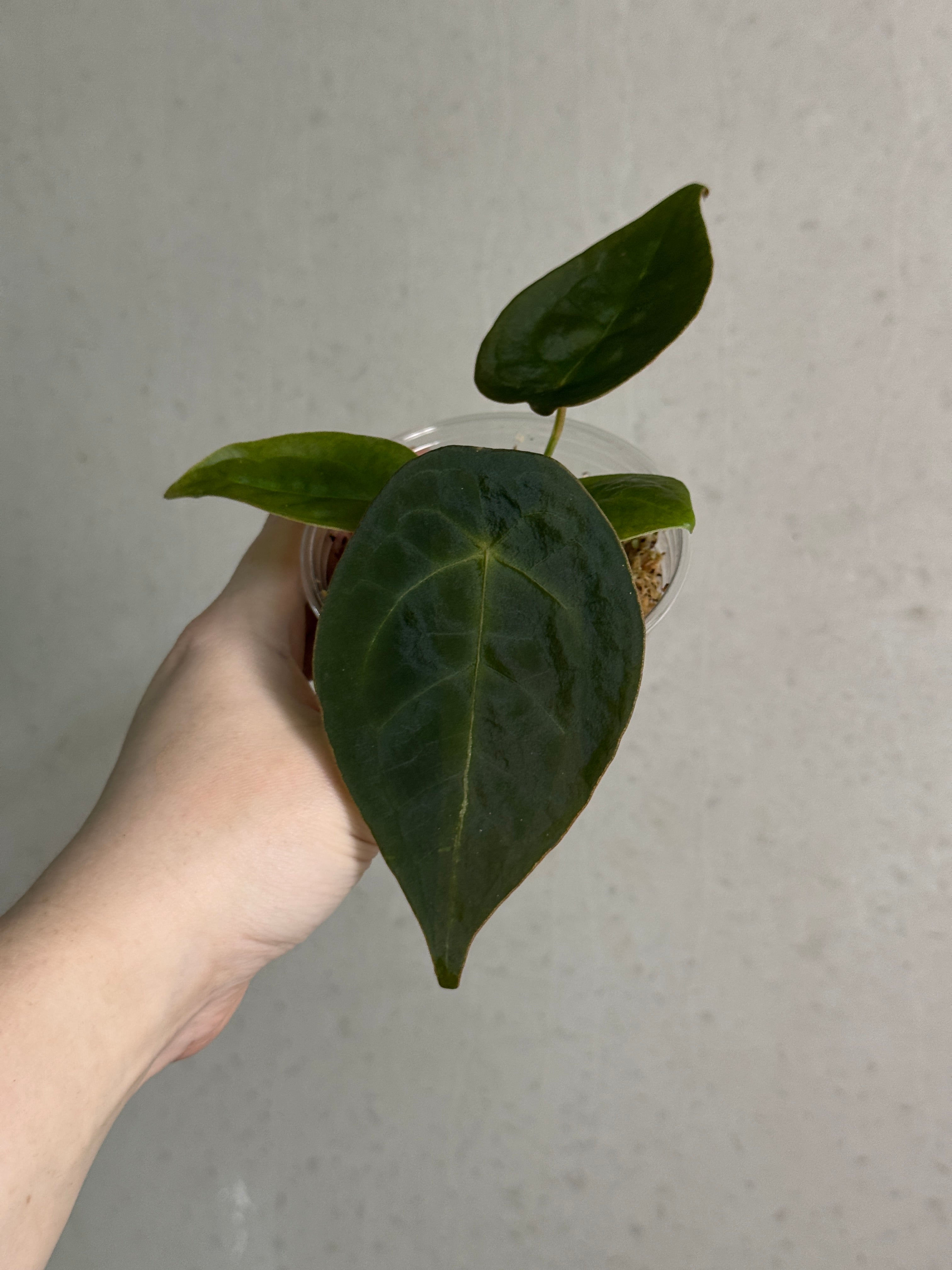 Anthurium Forgetii Dark Form (Tezula)