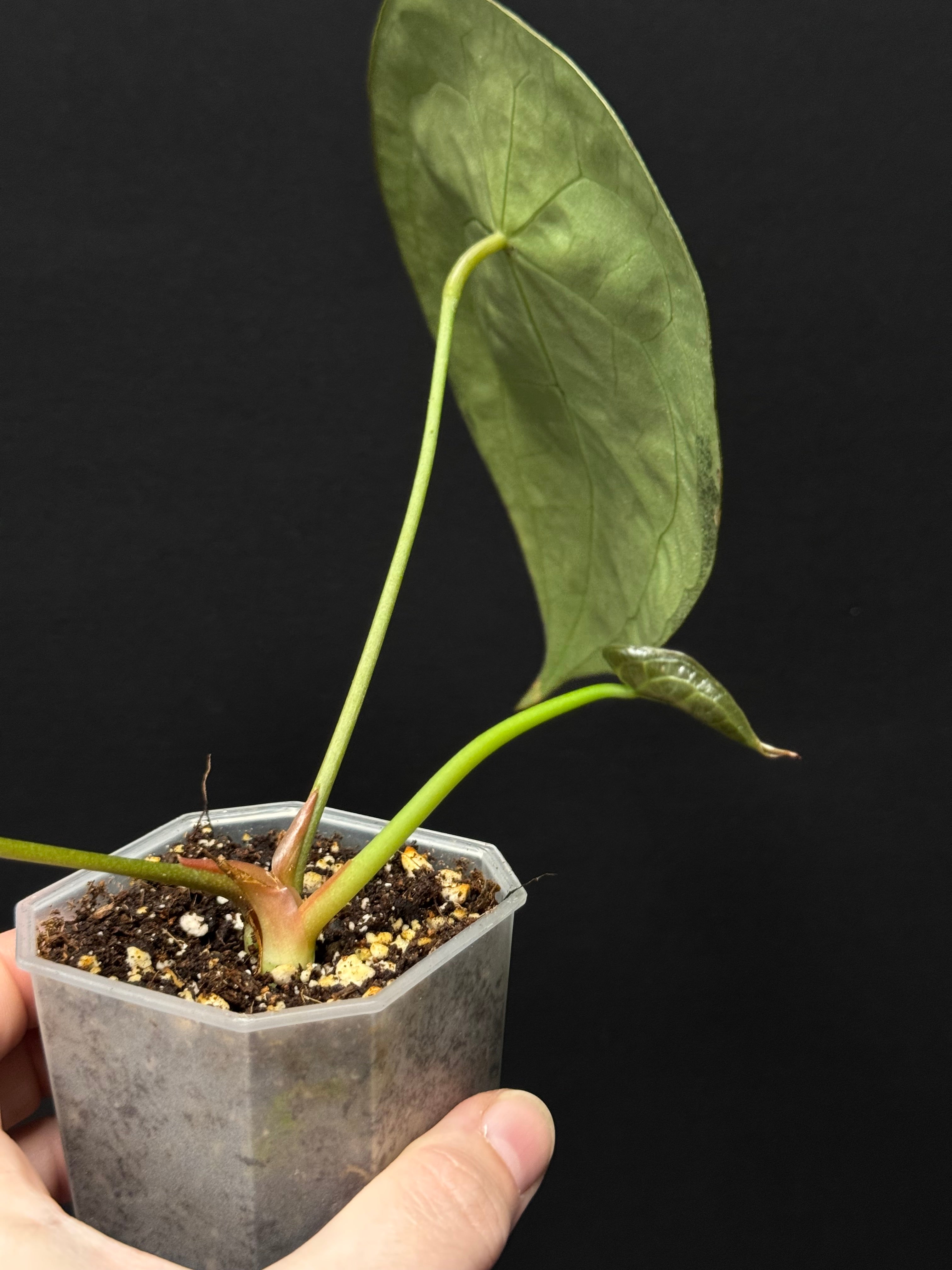 Anthurium Forgetii Silver/White Stripes