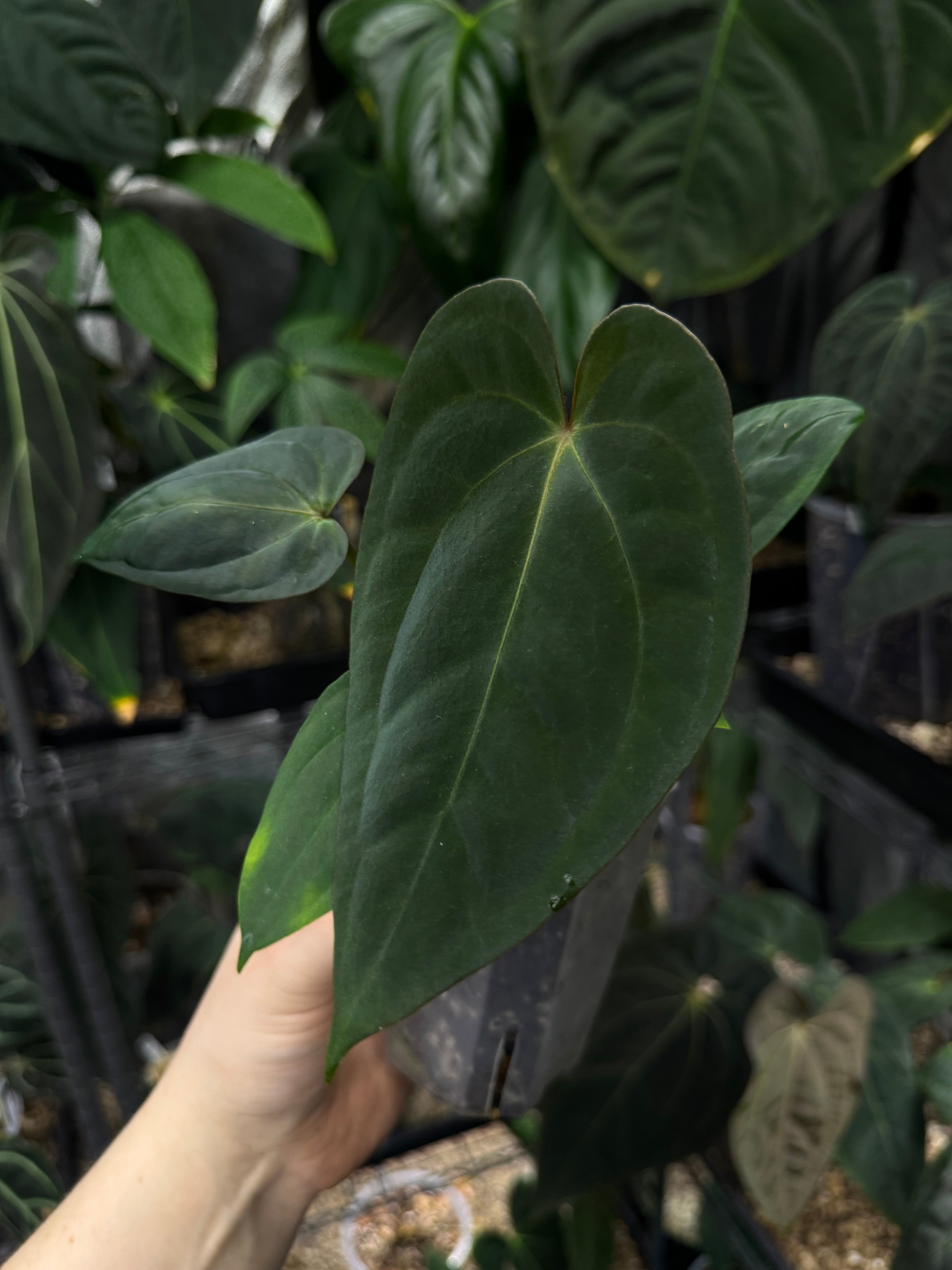 NFS: Anthurium 'Widowmaker' (Carlablackiae GPH-001 x BVEP 'Round') x Papillilaminum RA6