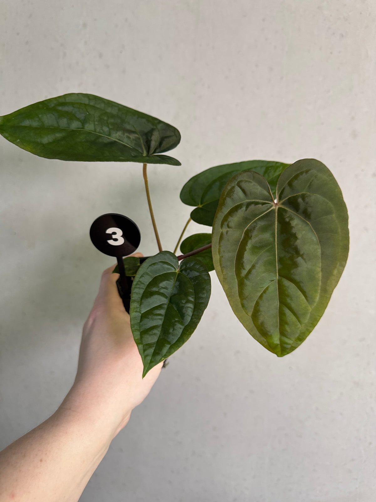 Variegated Stingray Anthurium Fort Sherman x open plant with vibrant, variegated leaves and lush green foliage.