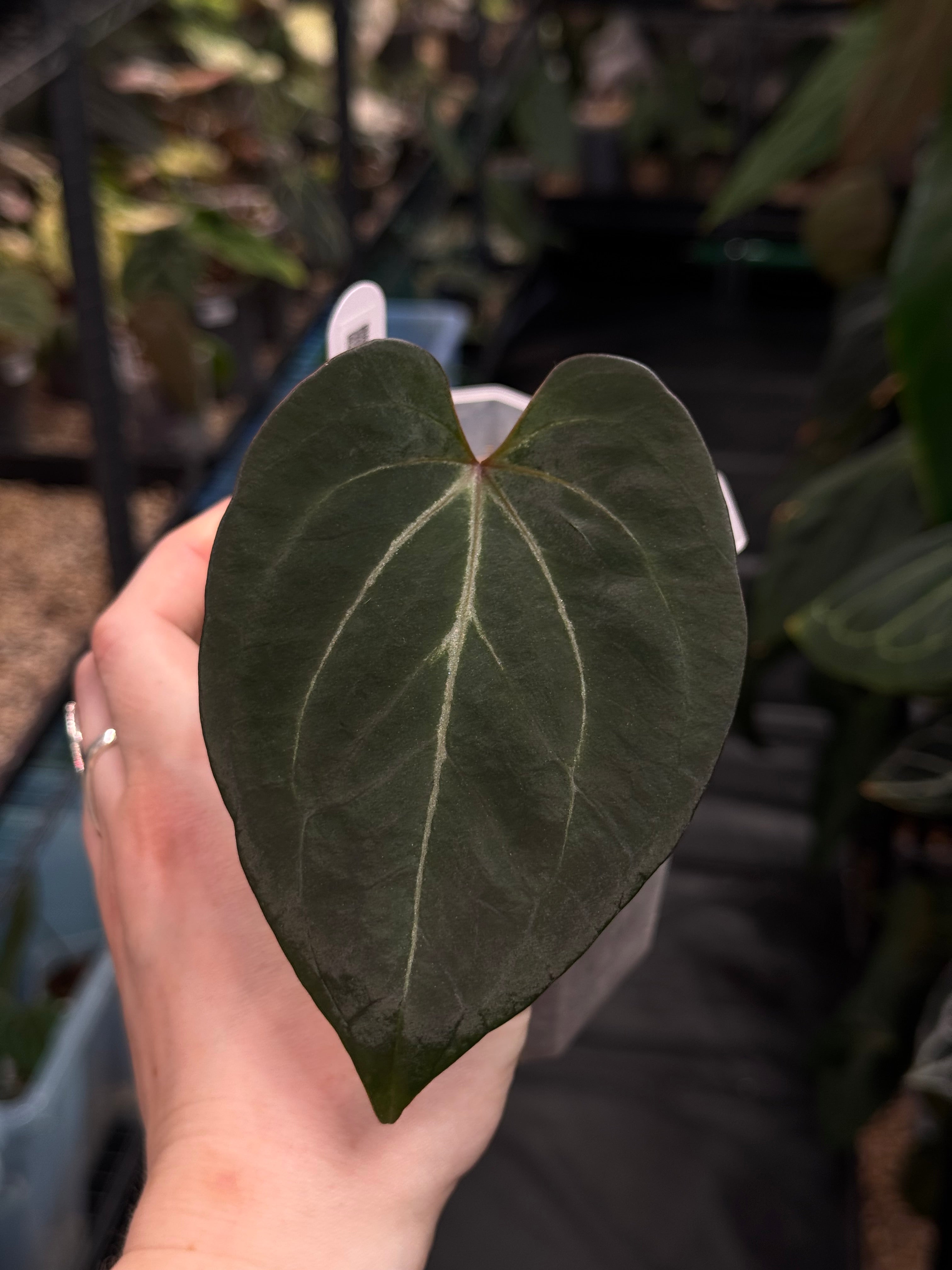 Anthurium King Of Spades / HU - Clone