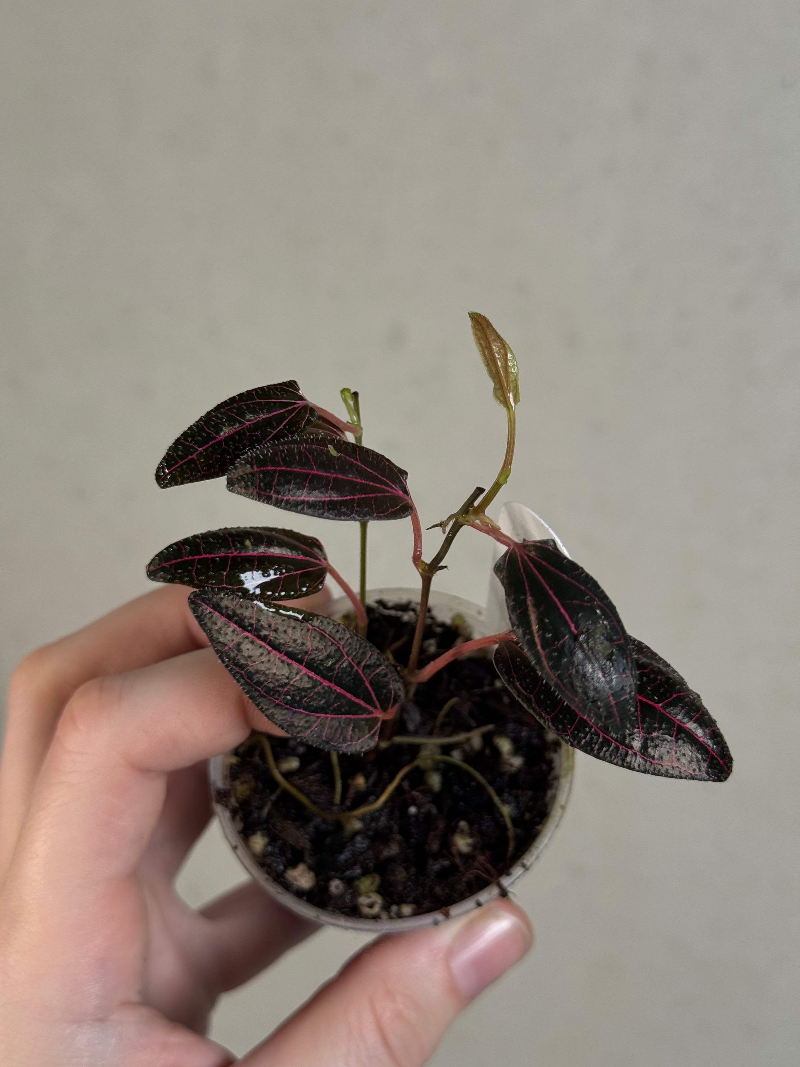 Piper sp. Pink