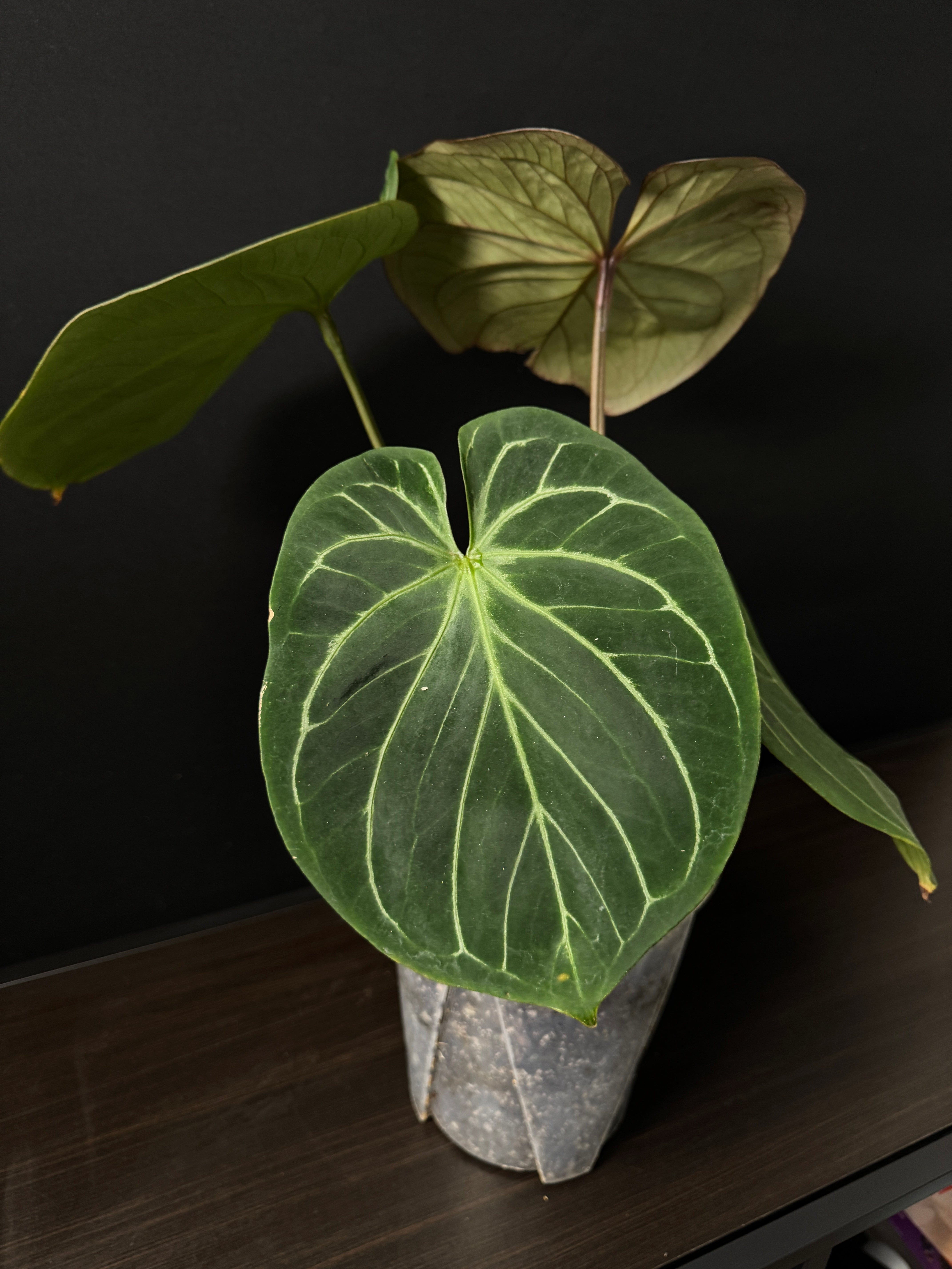 Anthurium King Of Spades / HU (Large)